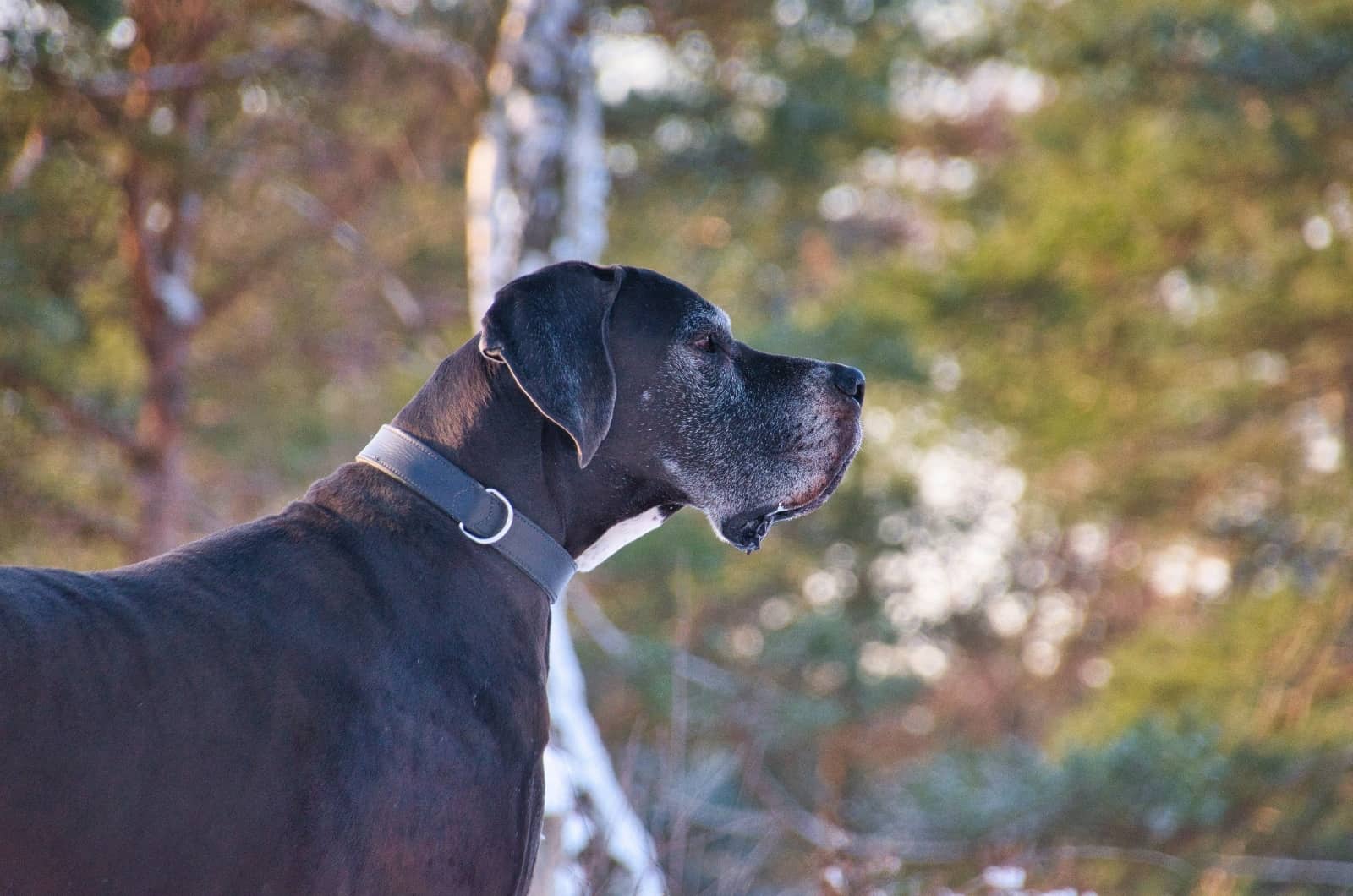 side profile of Great Dane