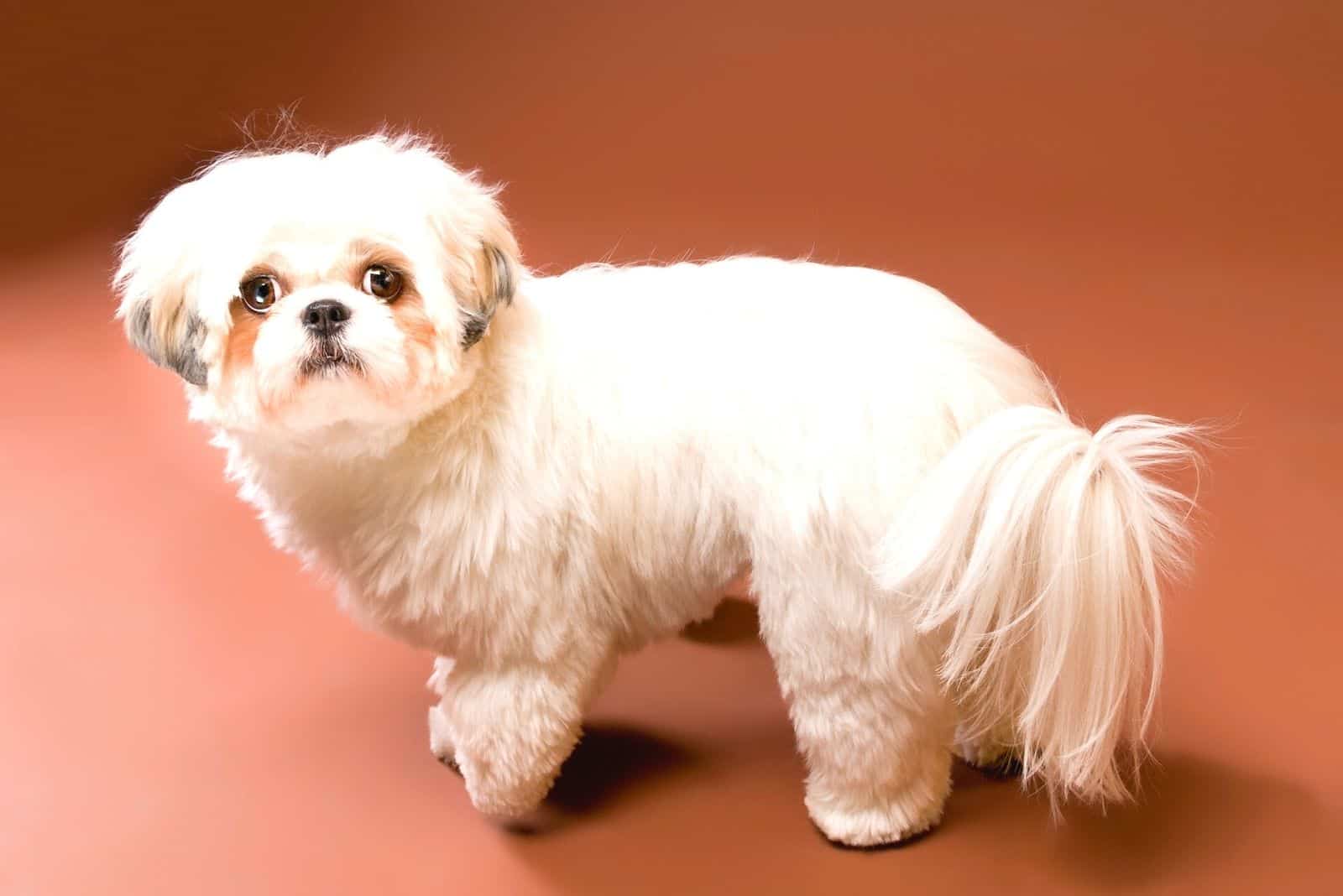 sideview of white shih tzu dog looking back at the camera on high angle