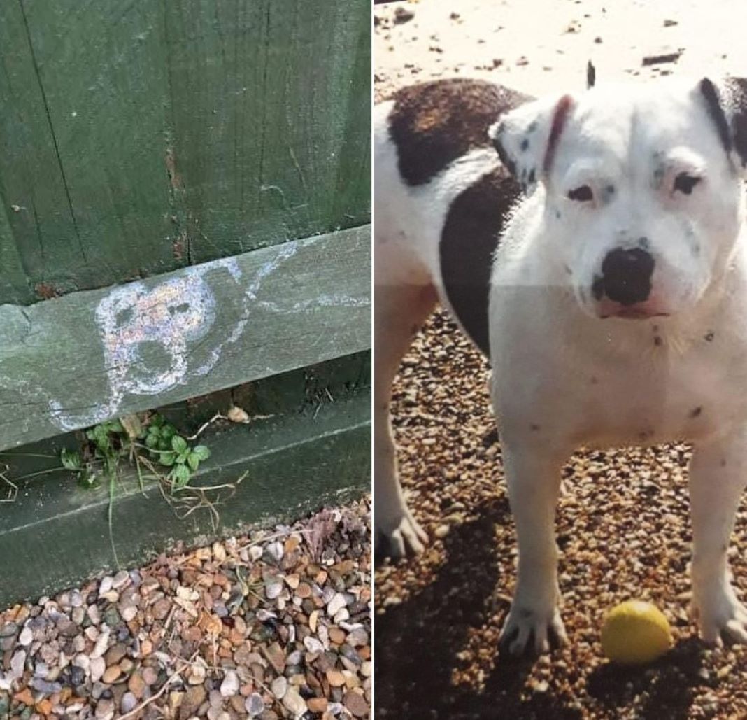 sign on a bridge and photo of a dog