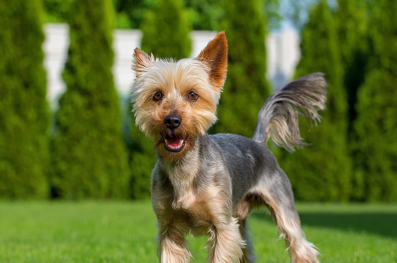 Silky Terrier looking at camera