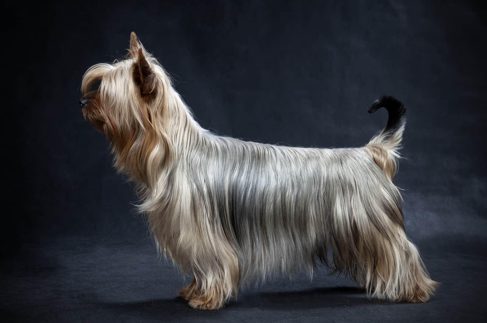 Silky Terrier posing in studio