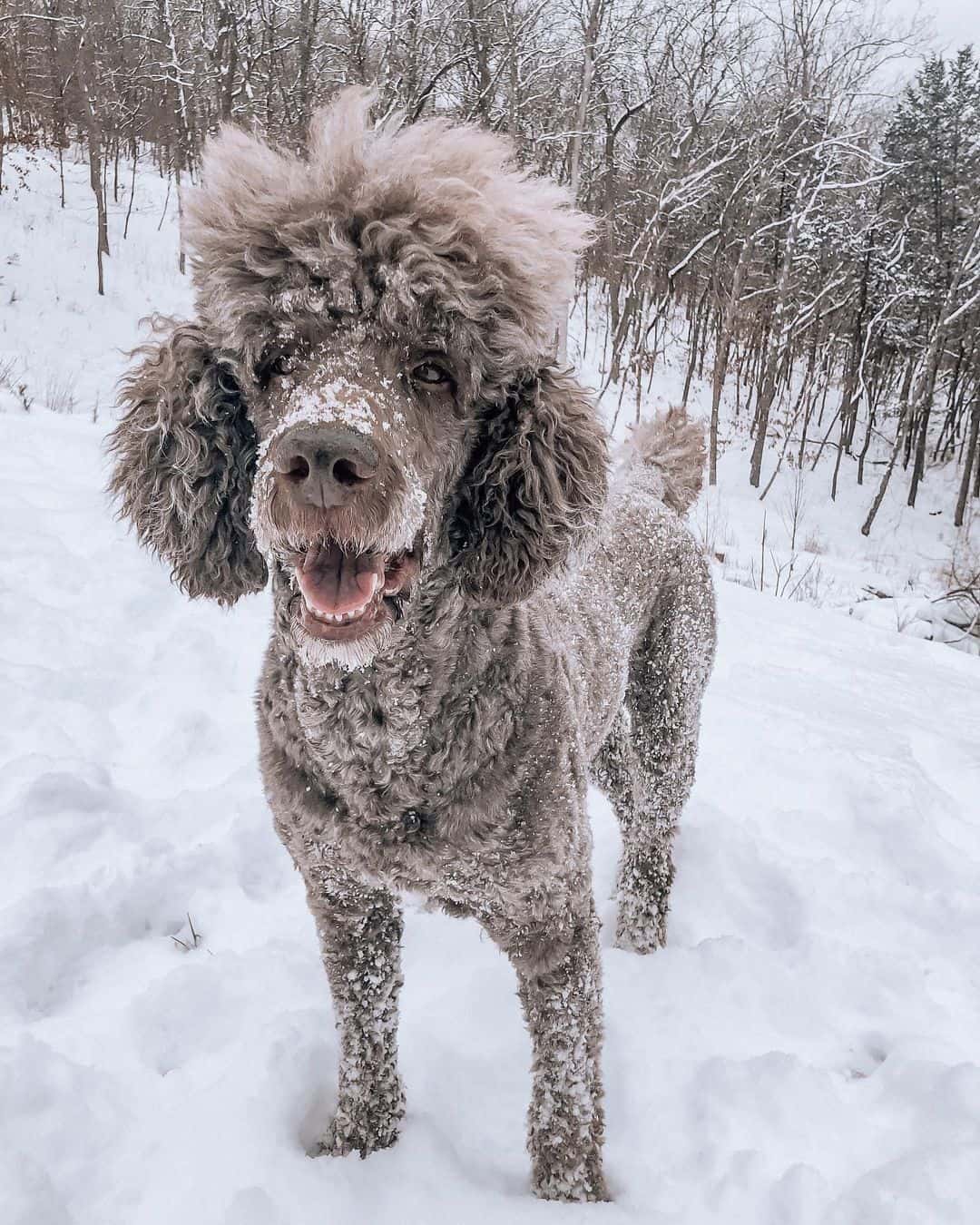 silver beige standard poodle