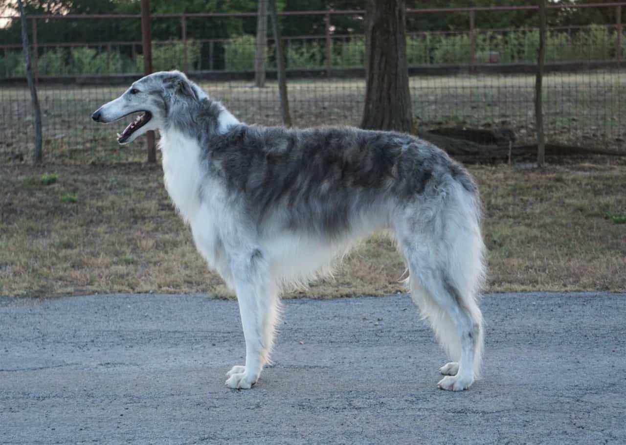 silver brindle borzoi