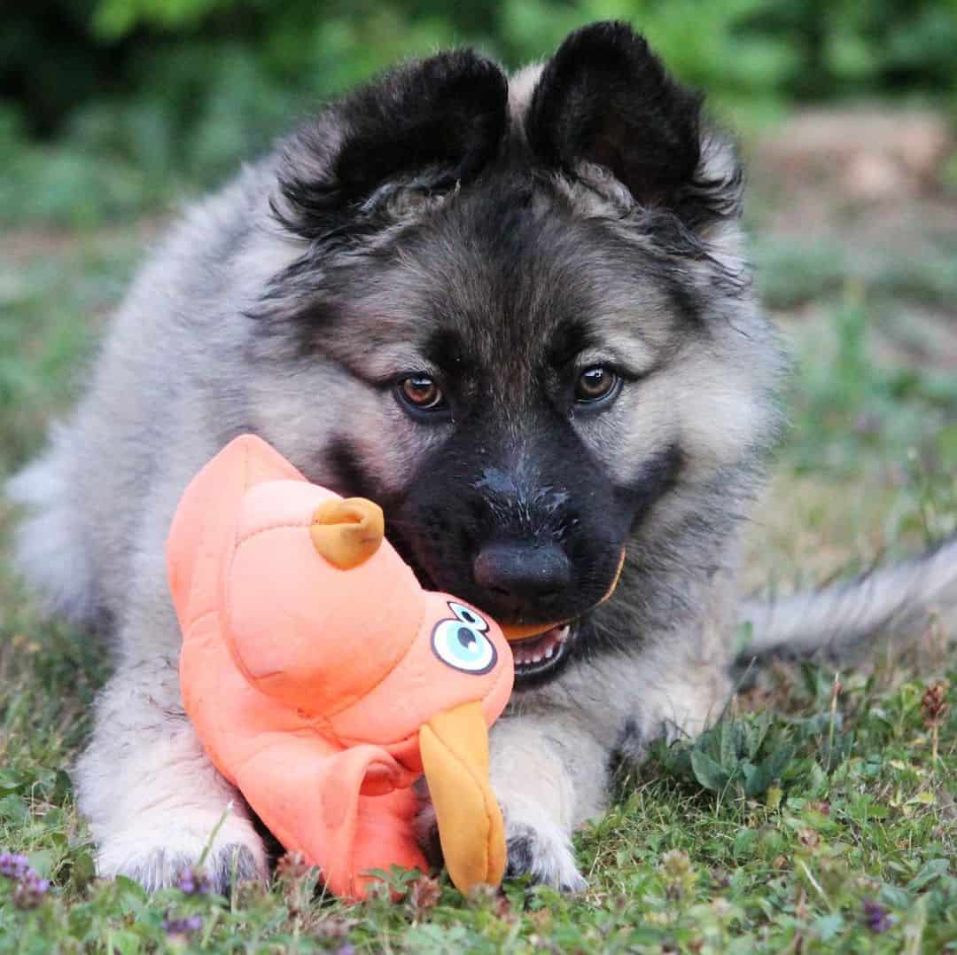 silver german shepherd puppy