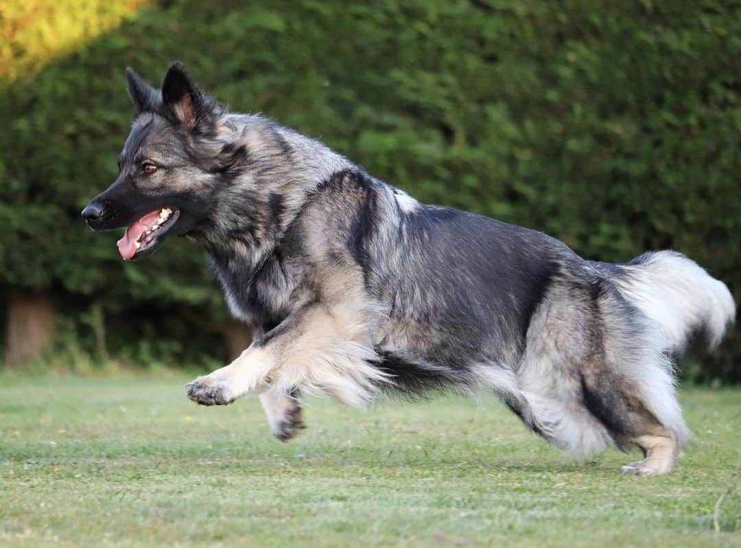 silver german shepherd running