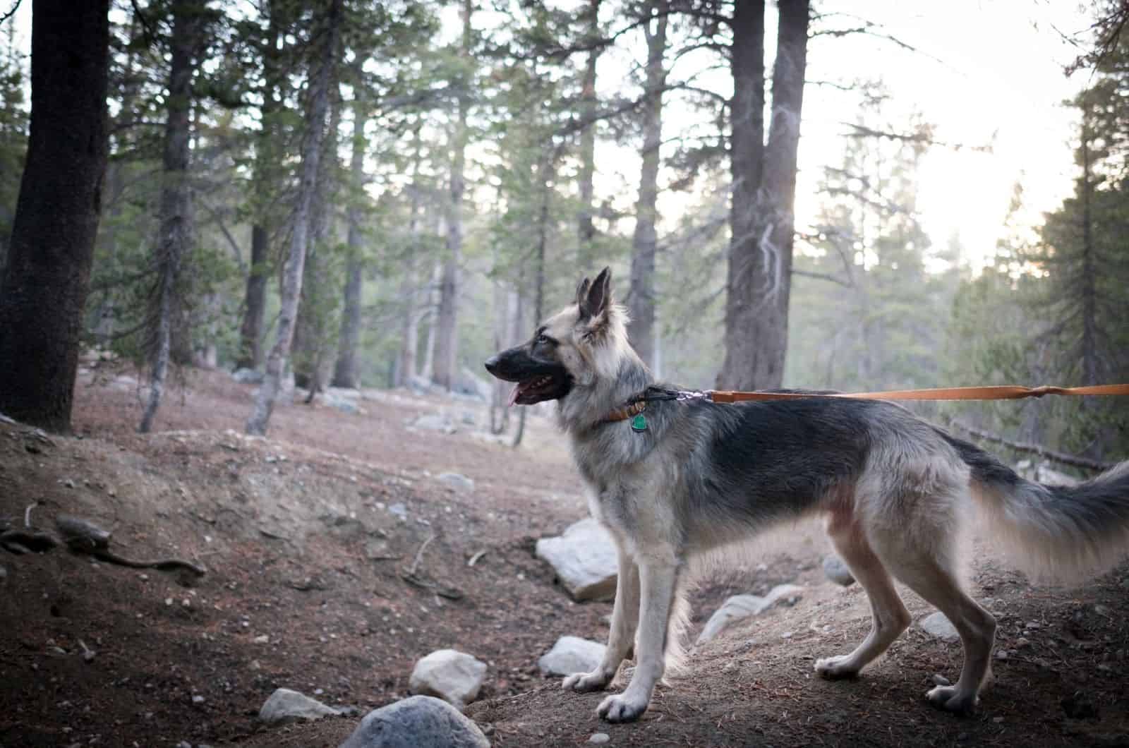 silver german shepherd with a leash