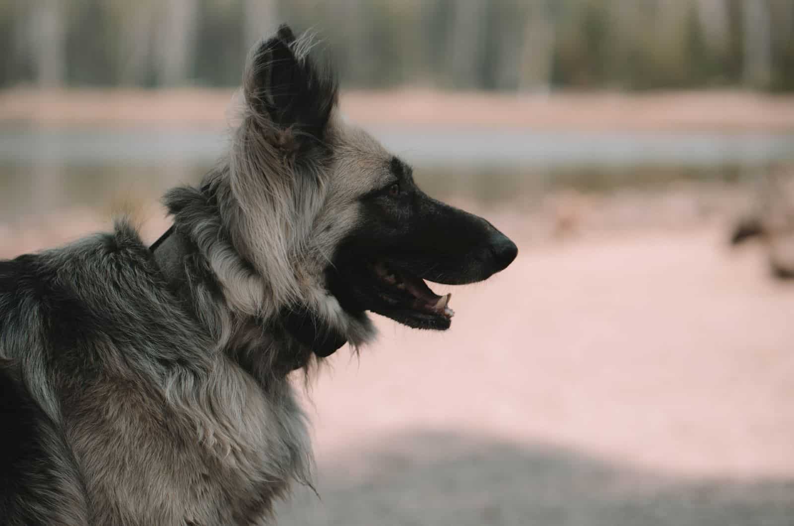 silver german shepherd side profile