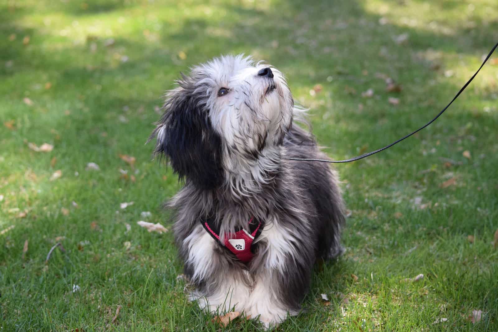 Silver Havanese