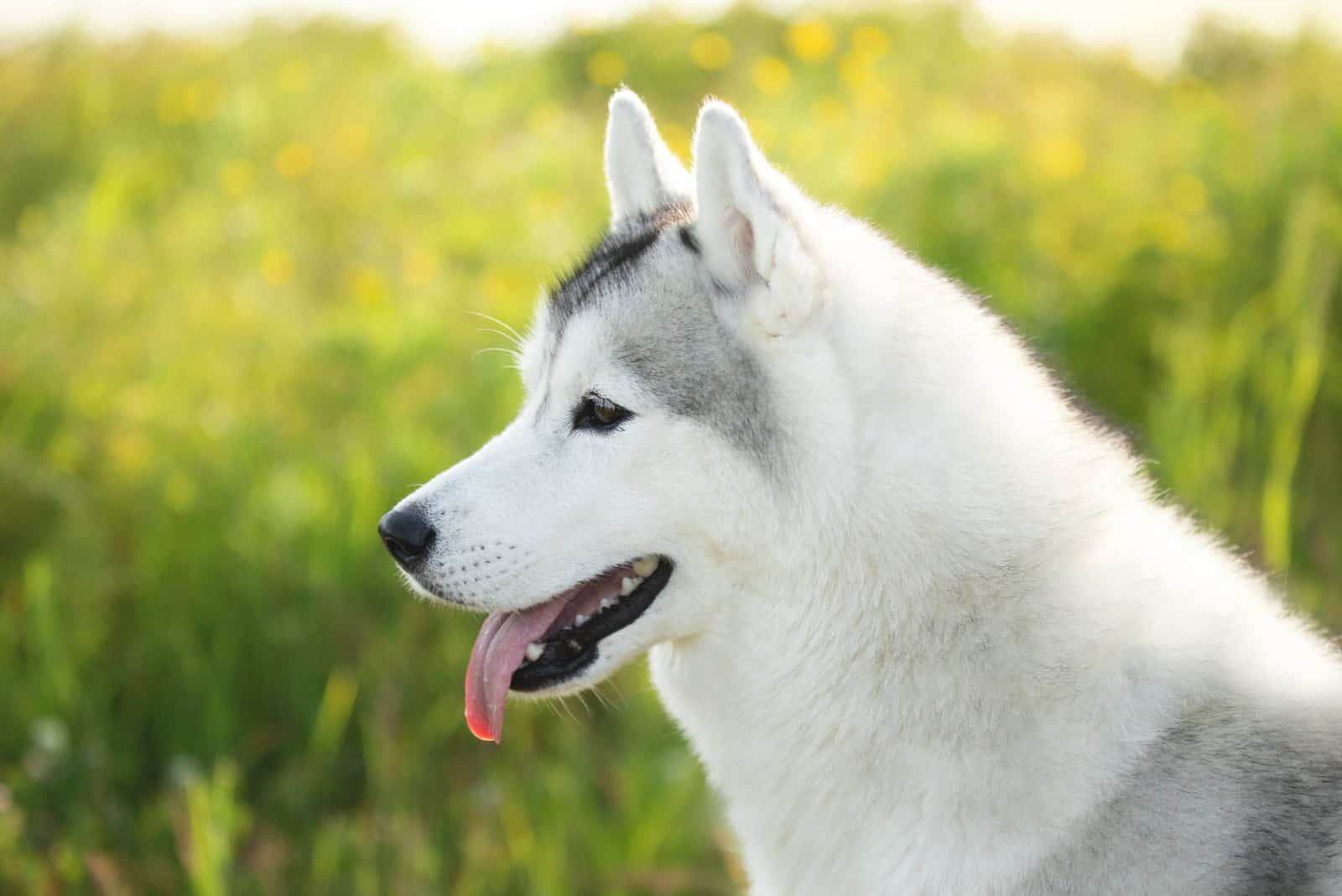 silver Husky in field looking into distance