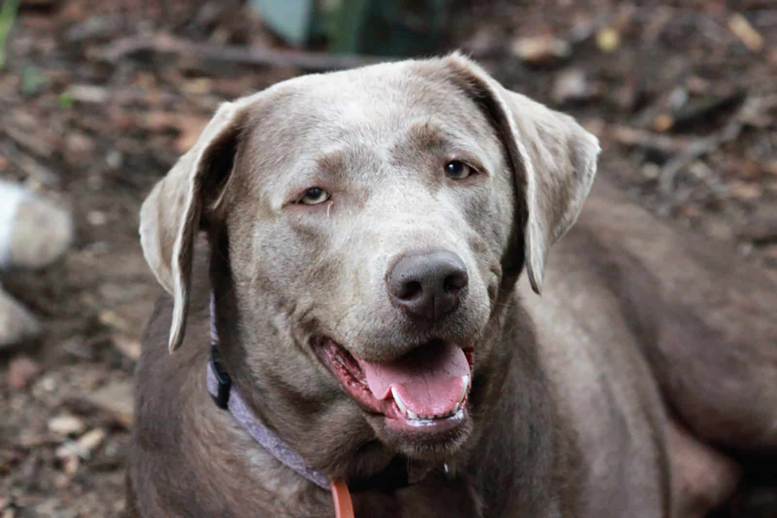 silver labrador lying outdoor