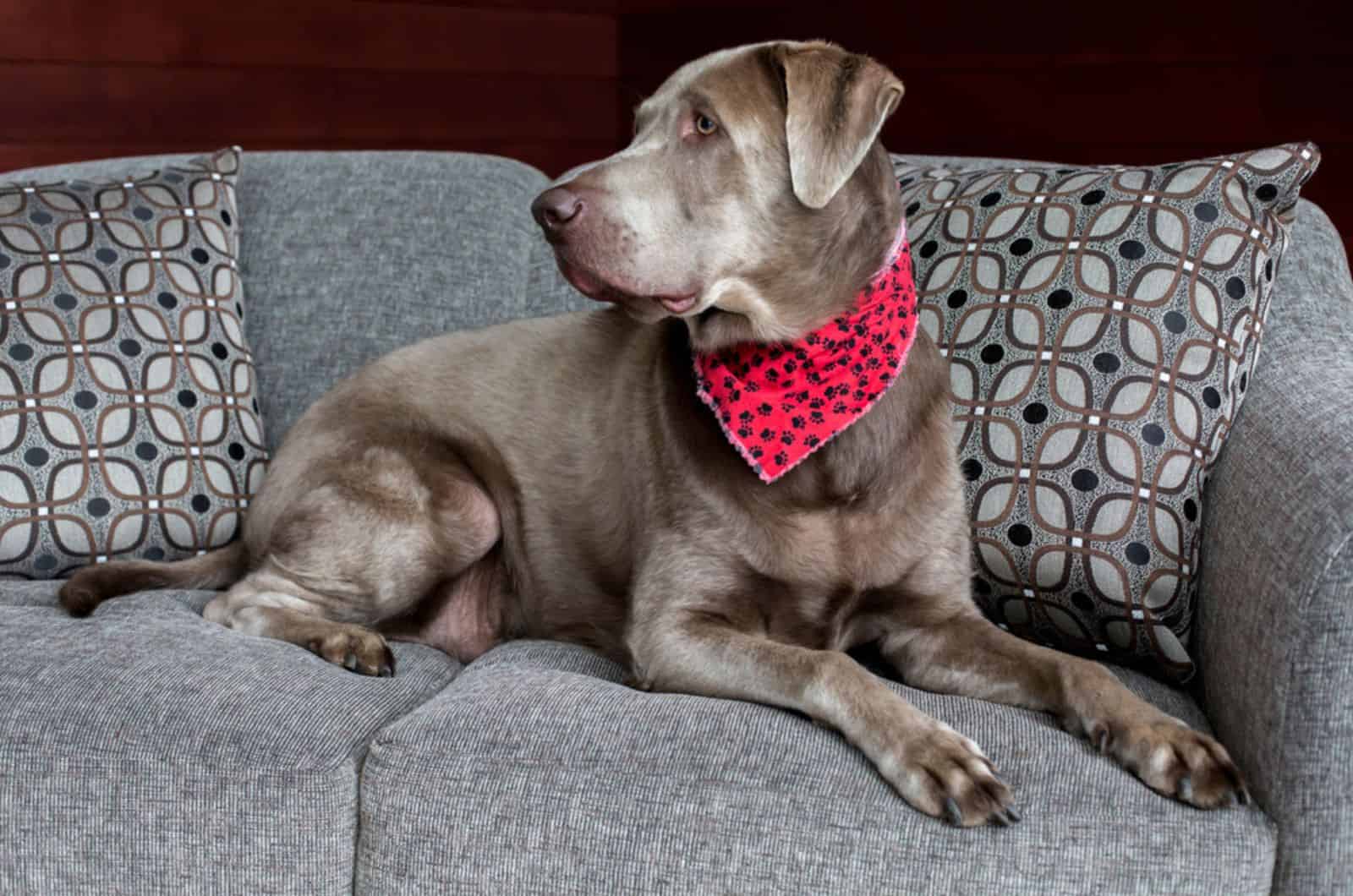 silver labrador sitting on the couch and looking aside