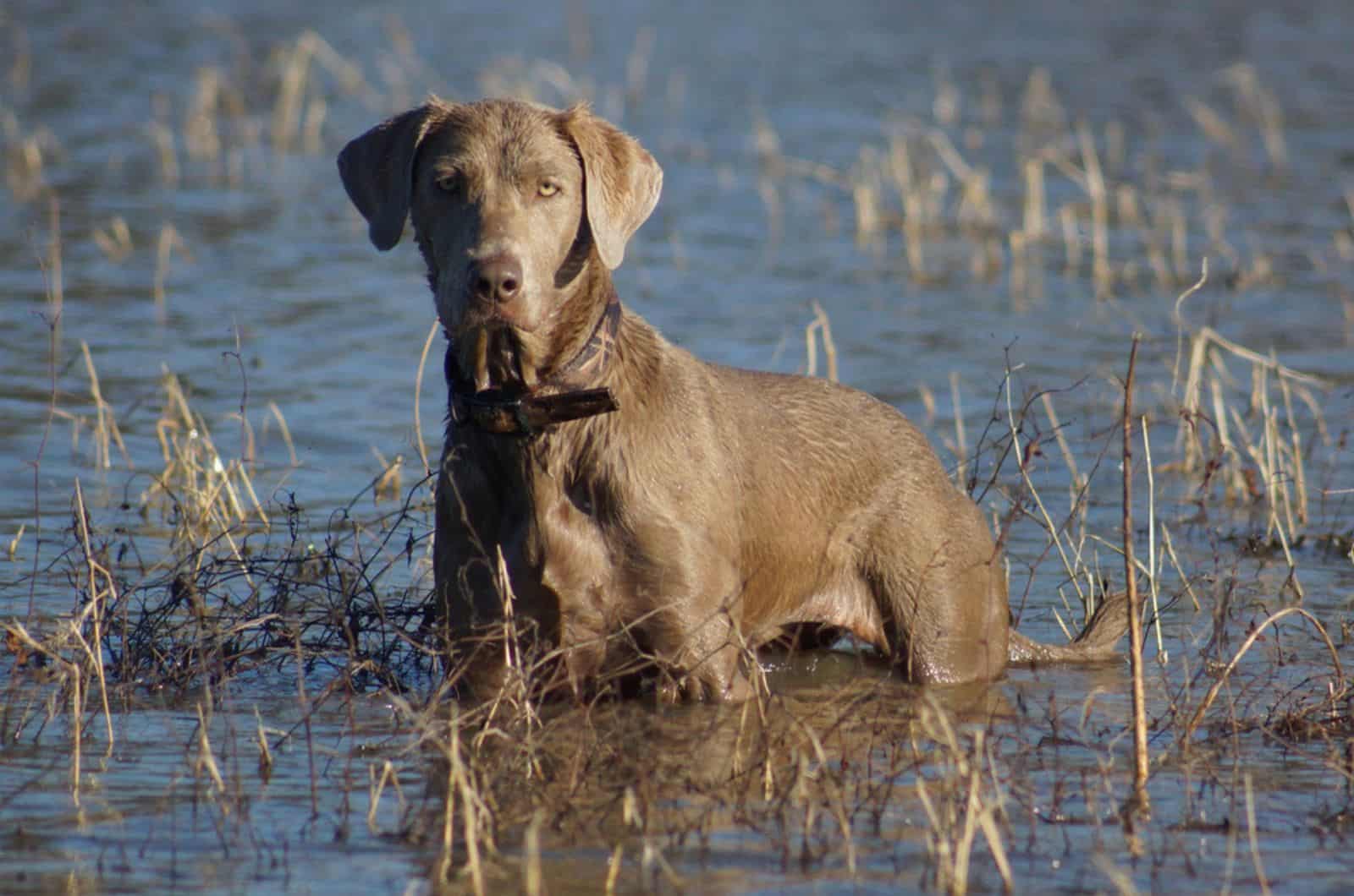 silver labrador standing in water in nature