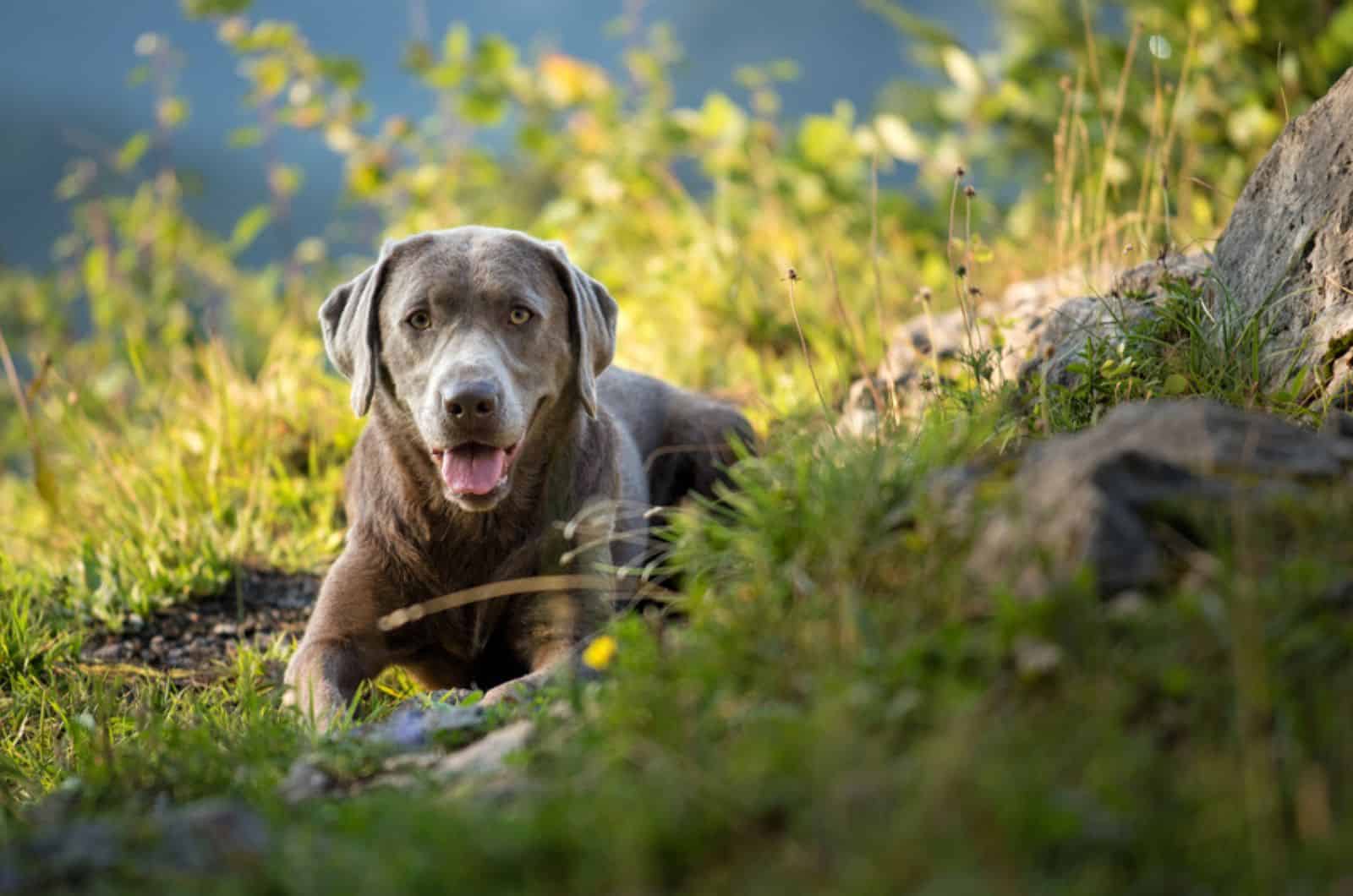 silver labrador in nature