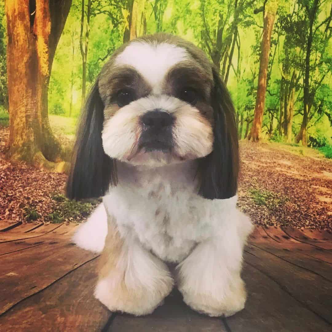 silver parti shih tzu