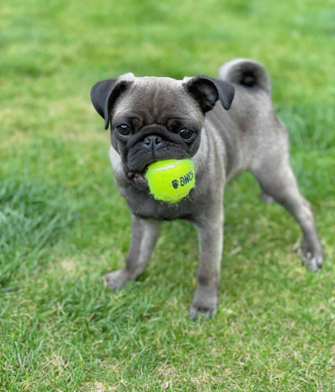 silver pug