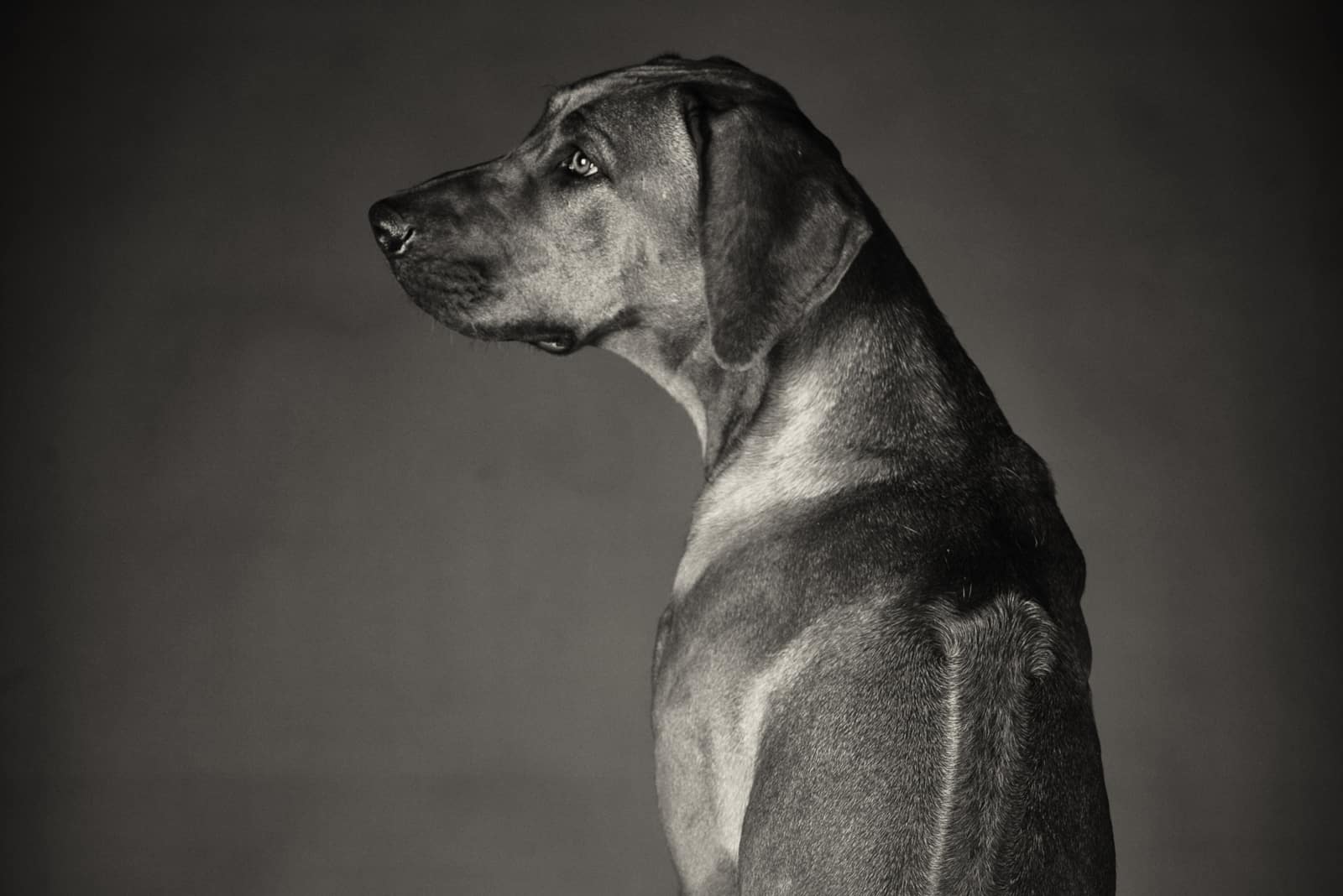 silver Rhodesian Ridgeback