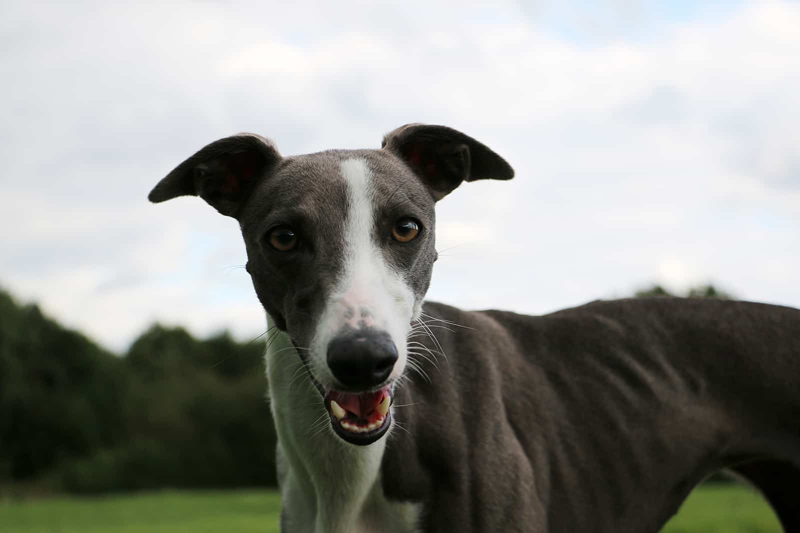 silver whippet dog in the park