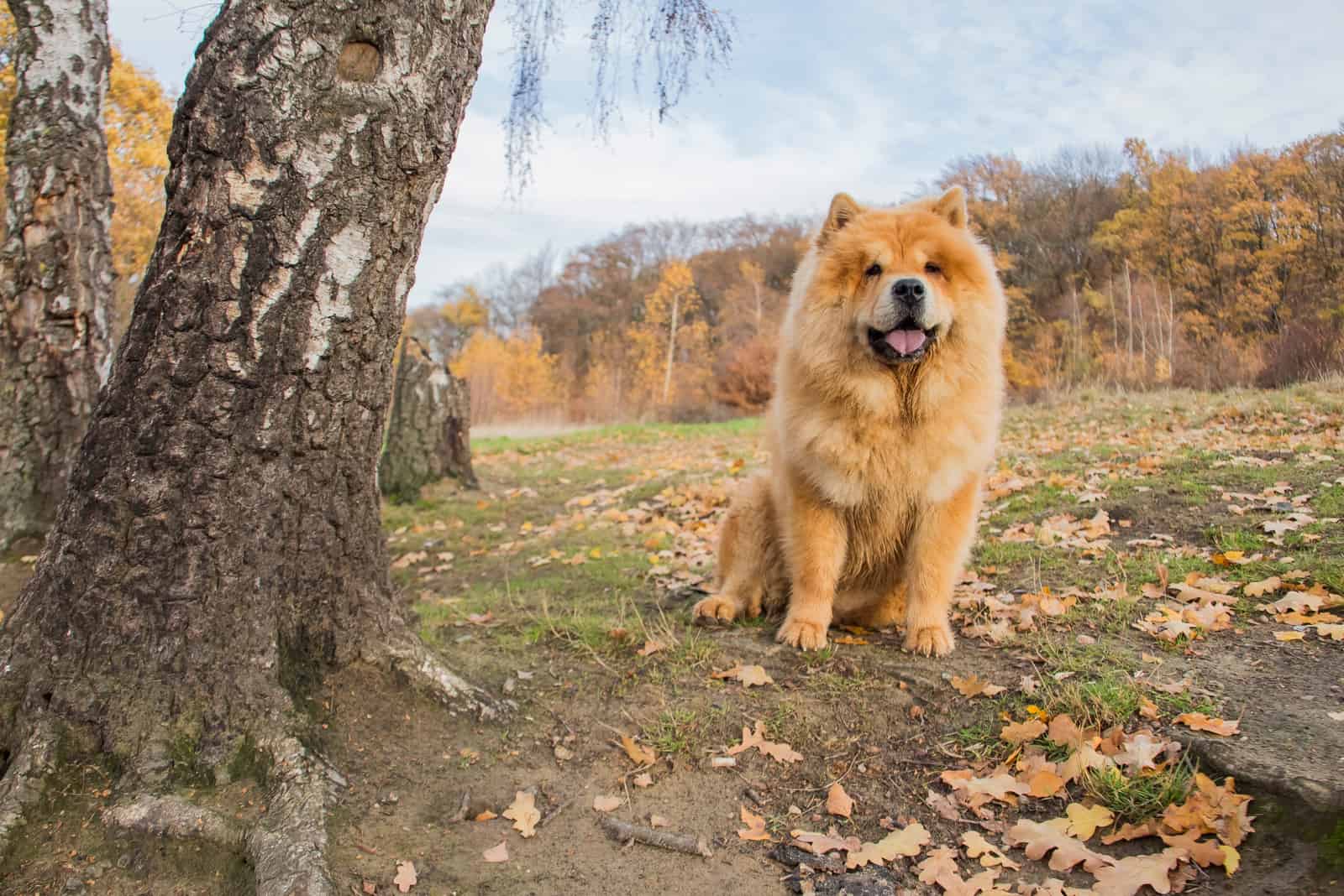 Sitting chow chow dog