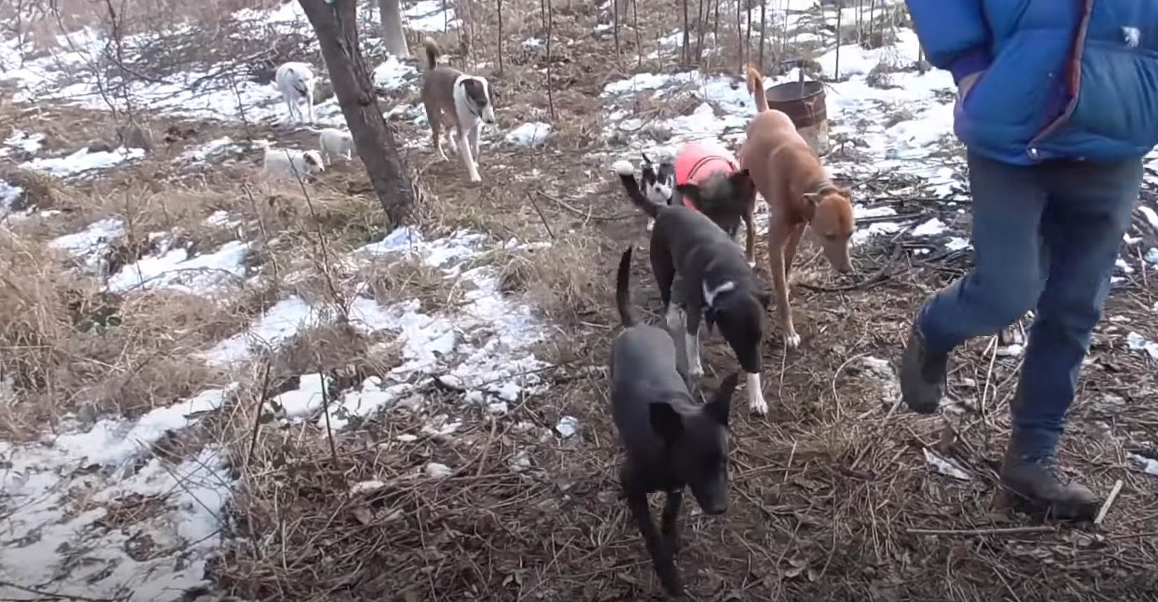 six dogs walking