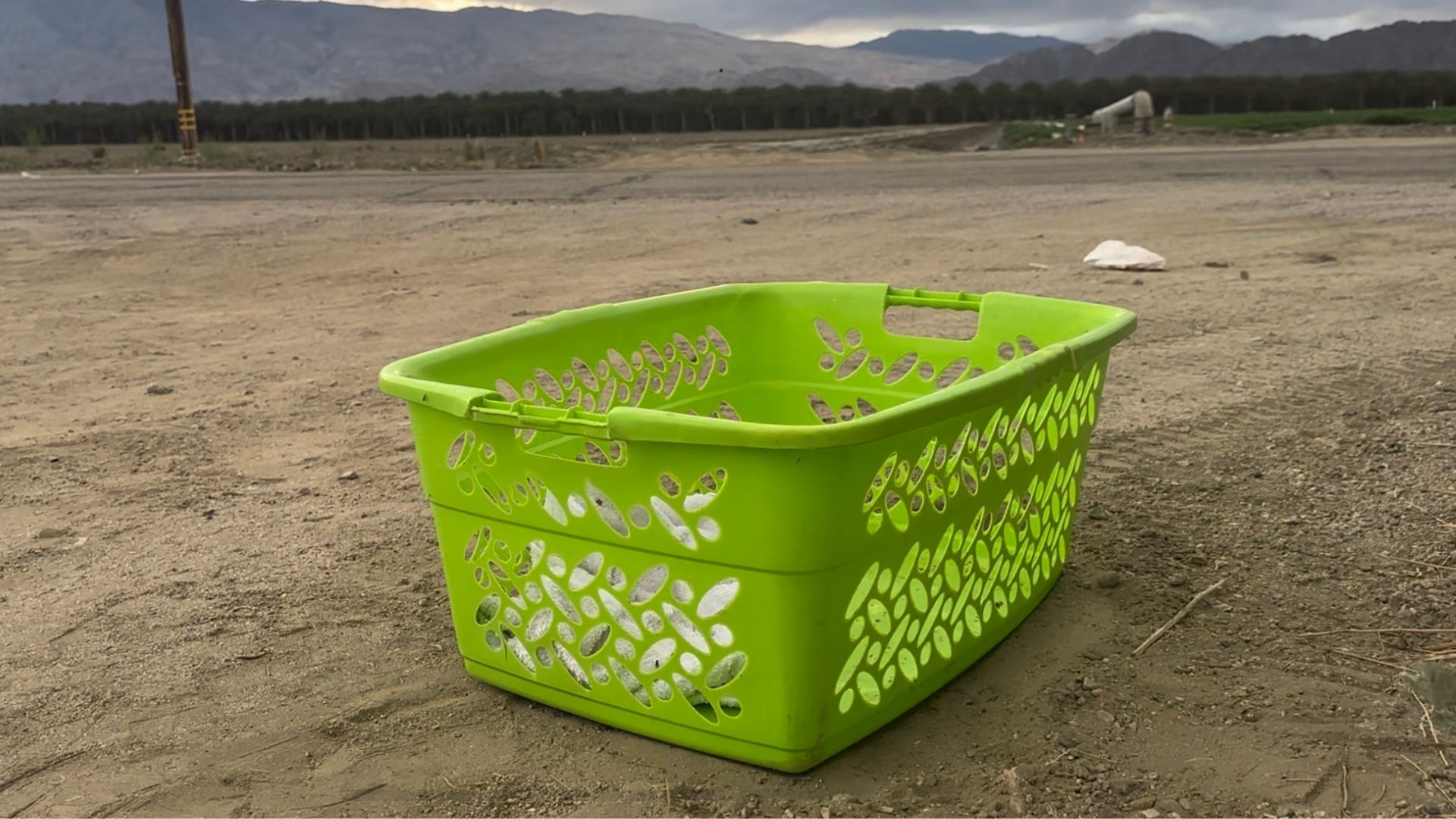 Rescuers Heartbroken To Find A Laundry Basket Full Of Puppies On The Side Of The Road