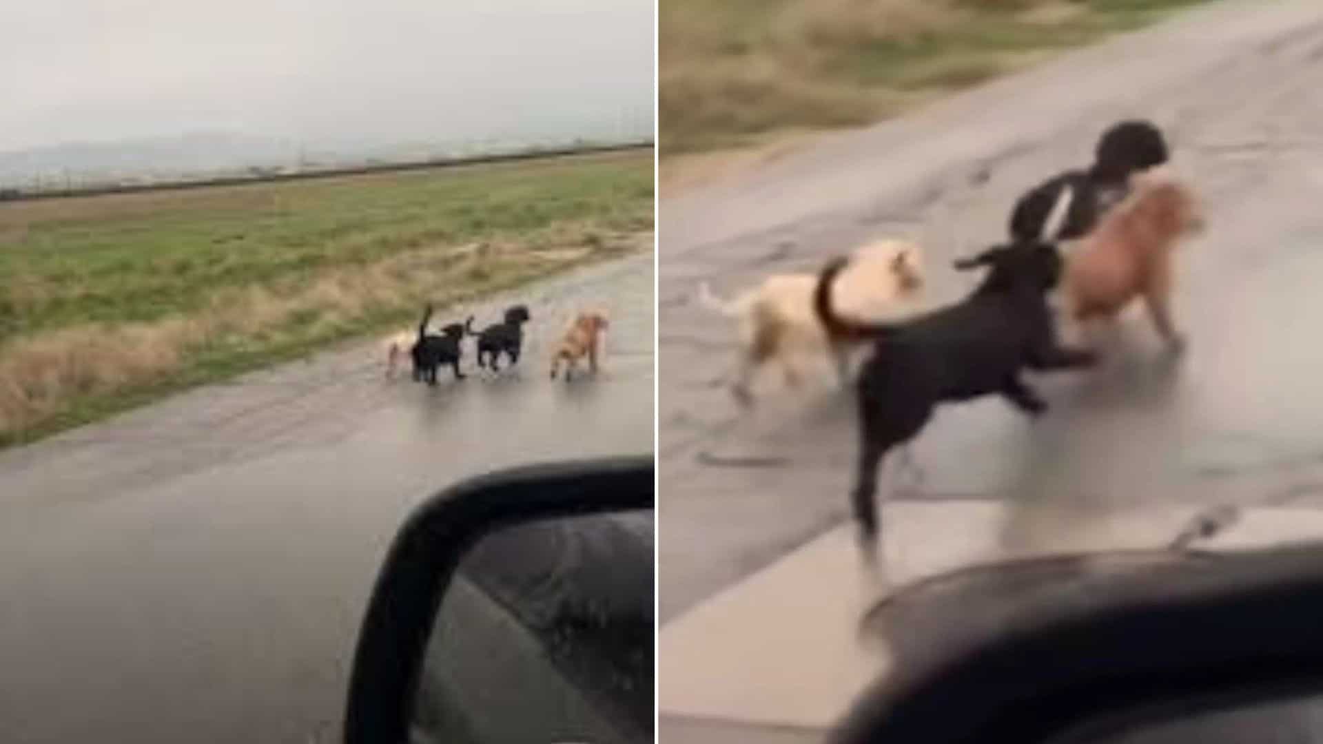 Six Adorable Puppies Found On A Road Finally Get A Second Chance