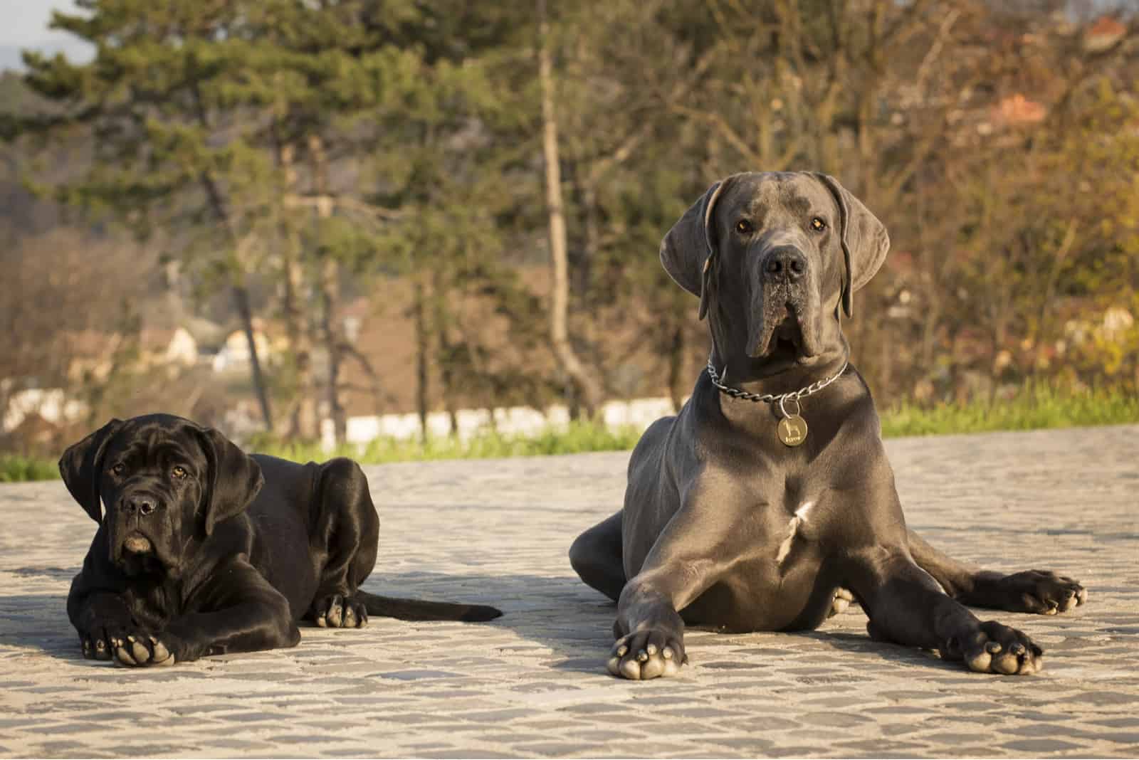 size comparison cane corso vs great dane