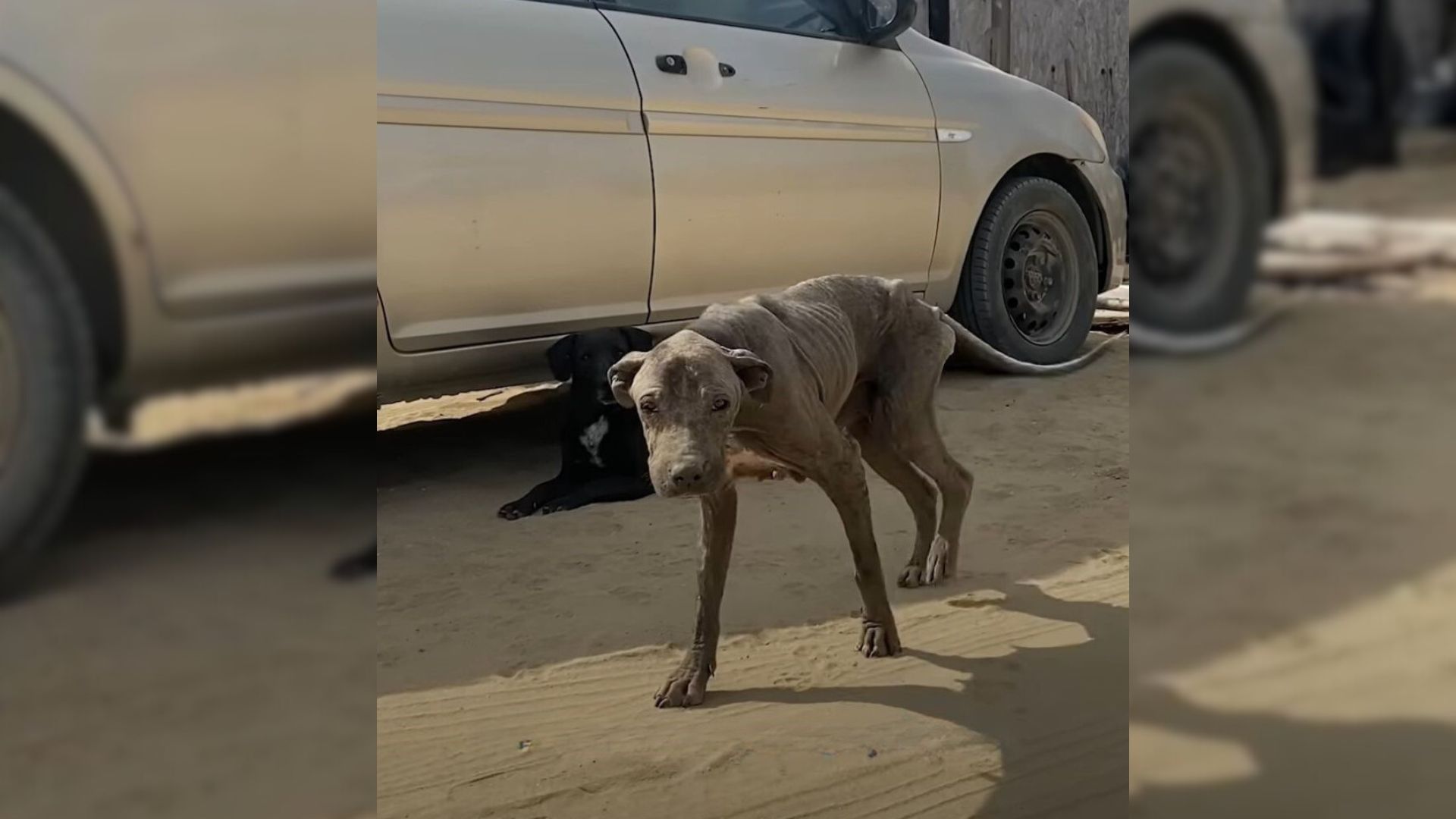 Extremely Malnourished Dog Lived On The Streets For 8 Years Before She Met Her Rescuers 