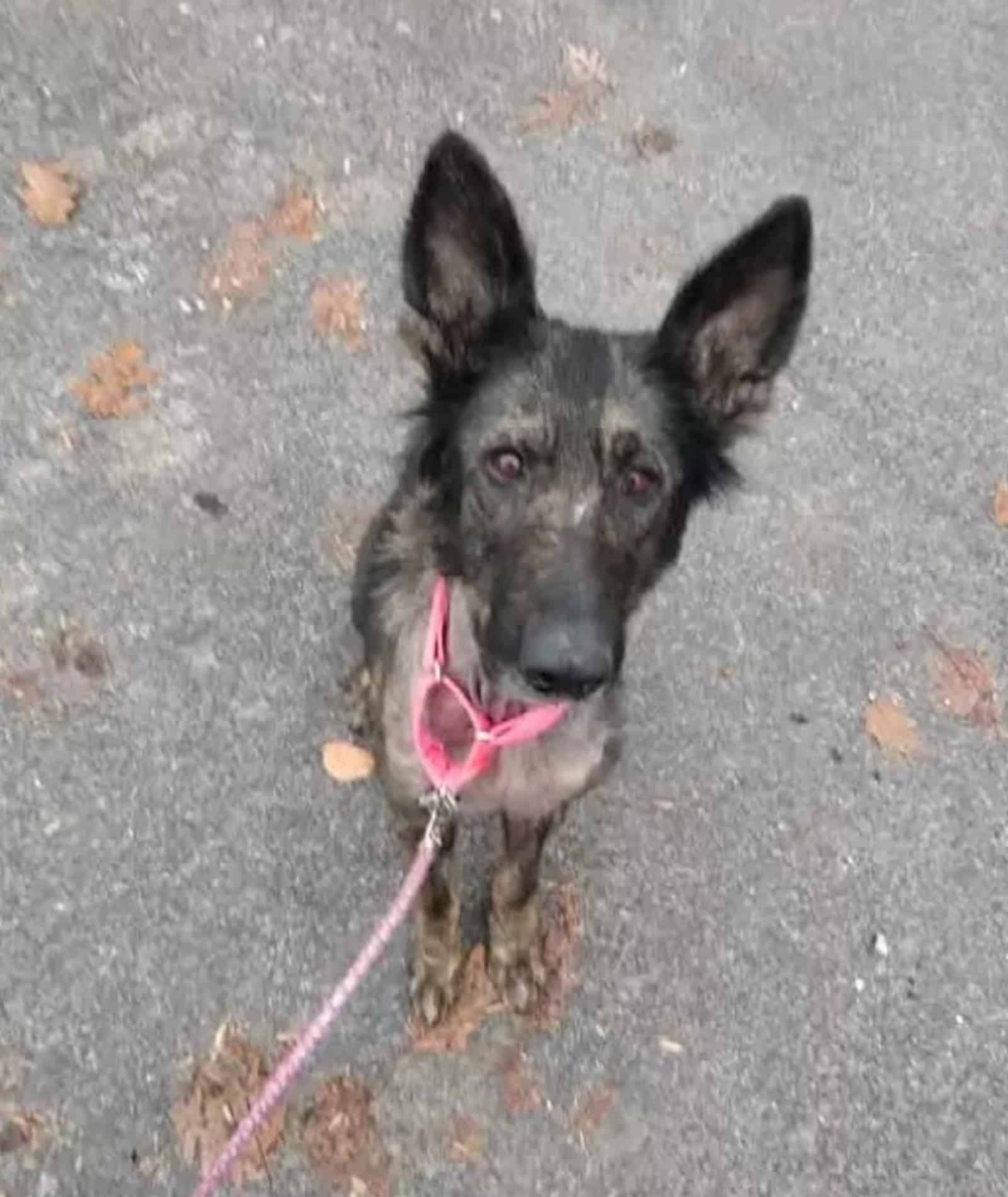 skinny german shepherd dog on a leash