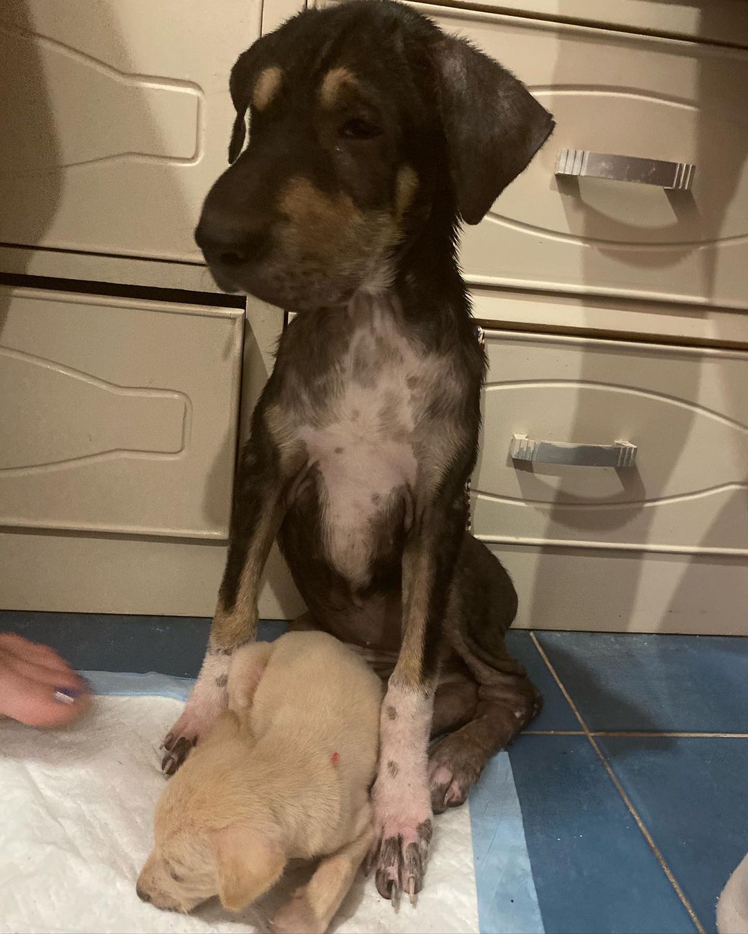 skinny pup sitting next to a small pup