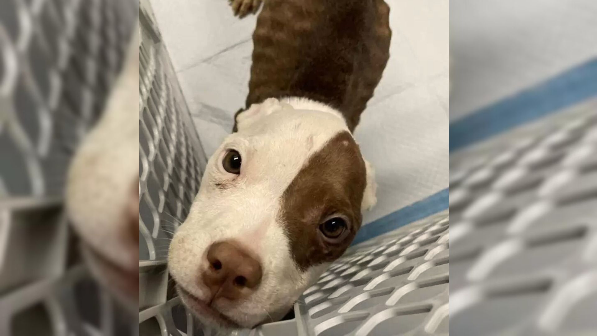 Abandoned Dog Found Locked In A Small Crate Gets Her Second Chance