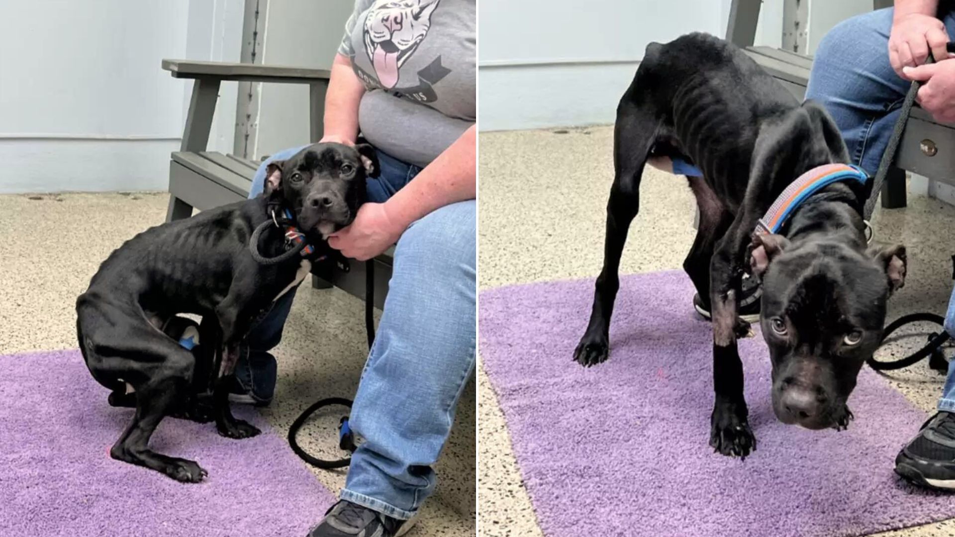 Fearful Pup Wandering The Streets In Pennsylvania Transforms Into The Sweetest Dog