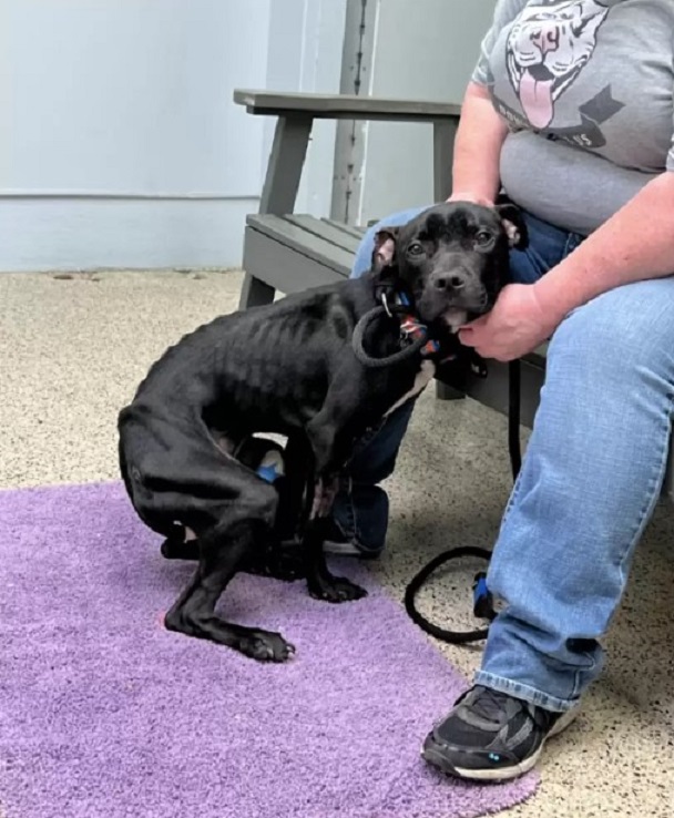 skinny stray puppy on a leash sitting next to a woman