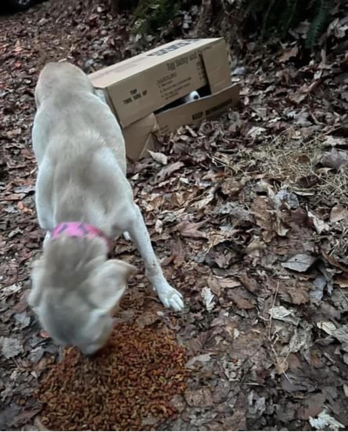 skinny white dog eating food