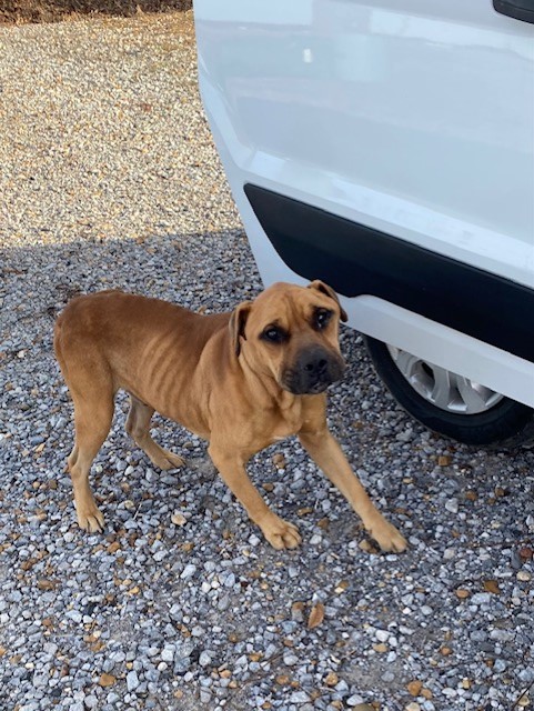 skinny dog by the car