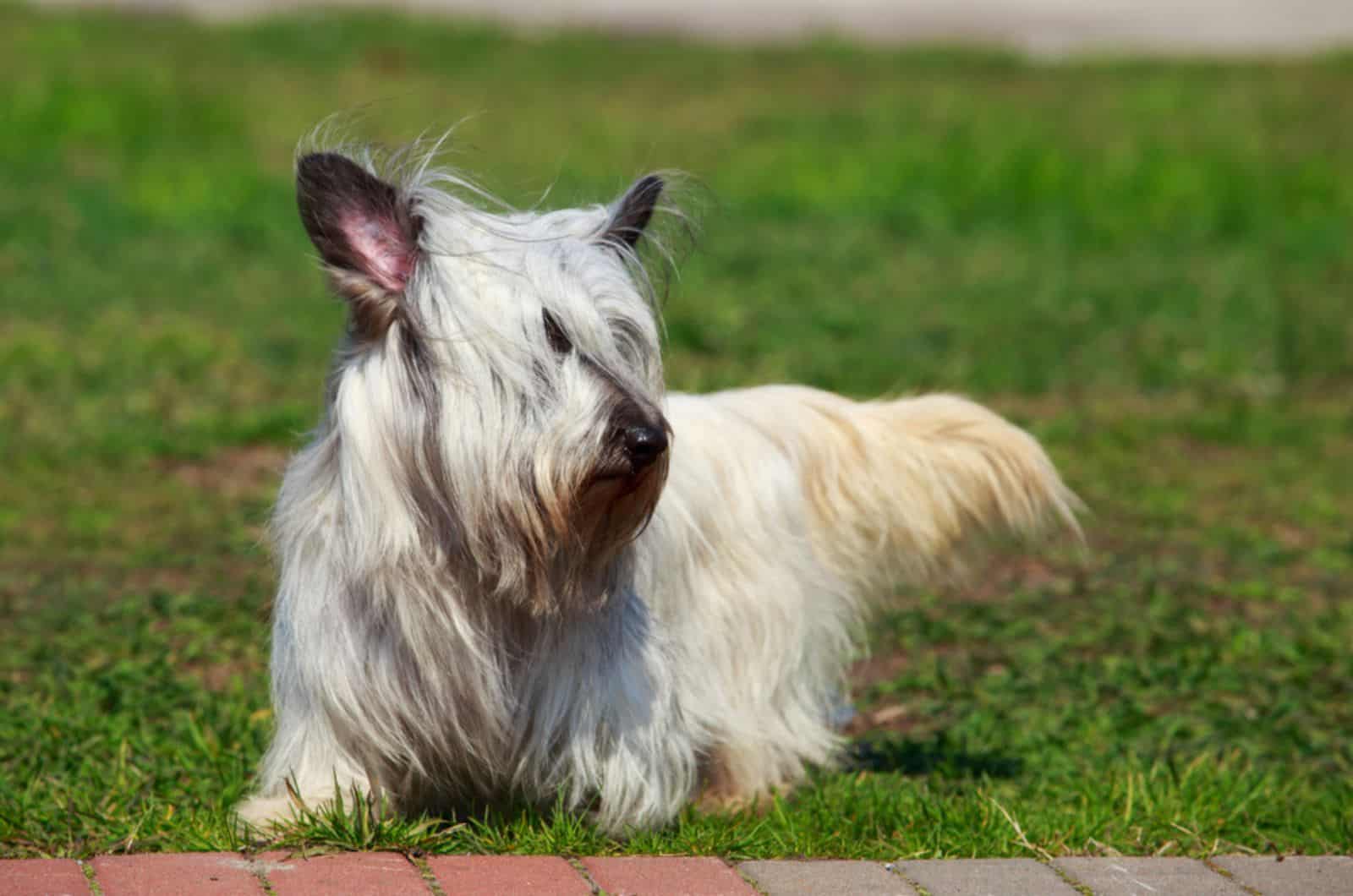 skye terrier lying on the lawn