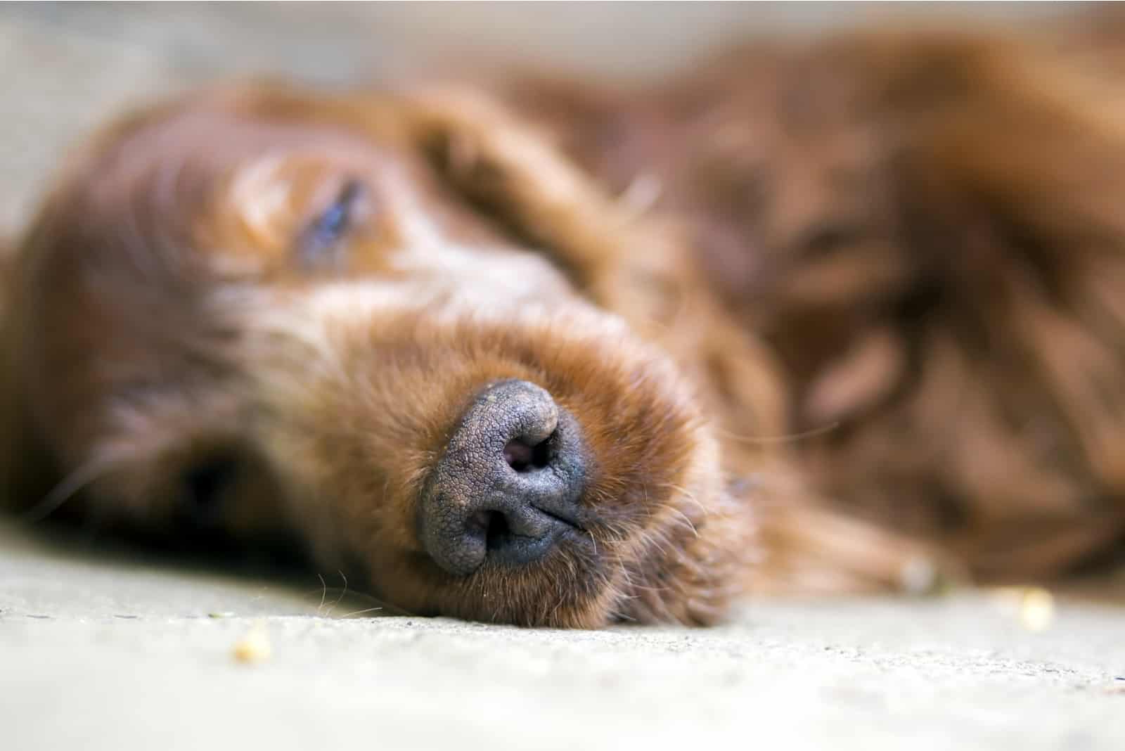 sleeping Irish Setter dog