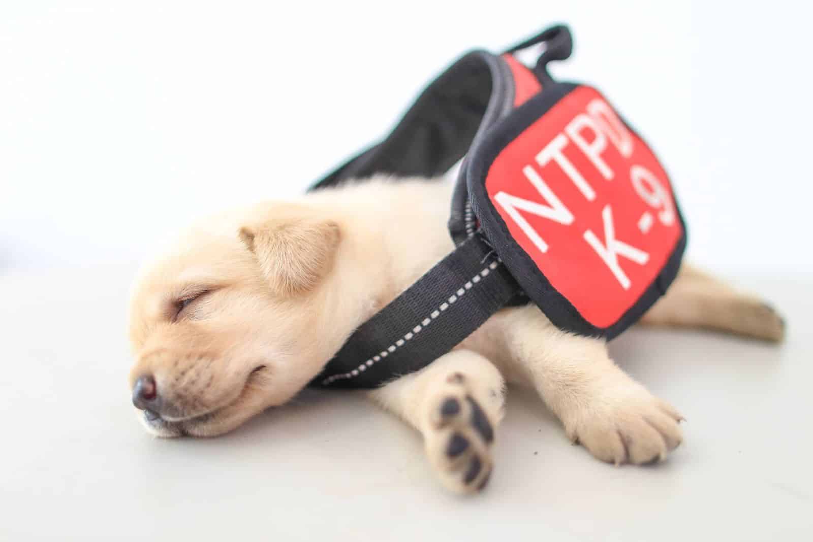 sleeping puppy waring k9 uniform