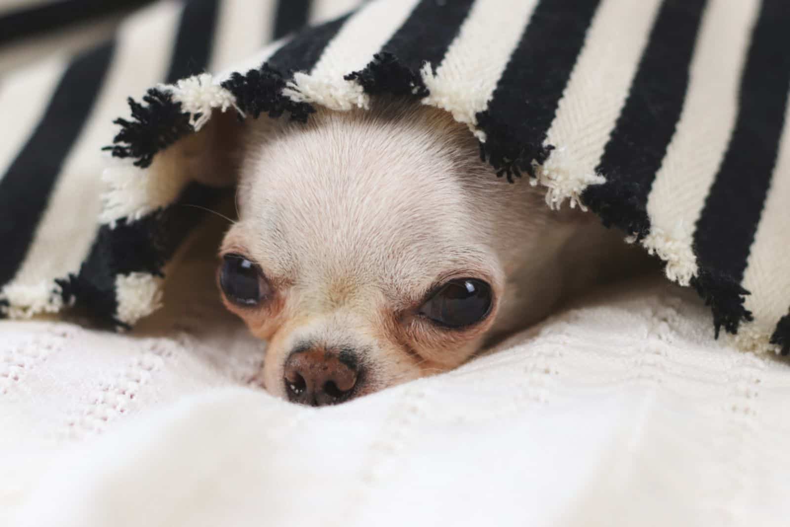 sleepy chihuahua dog under black and white stripes blanket