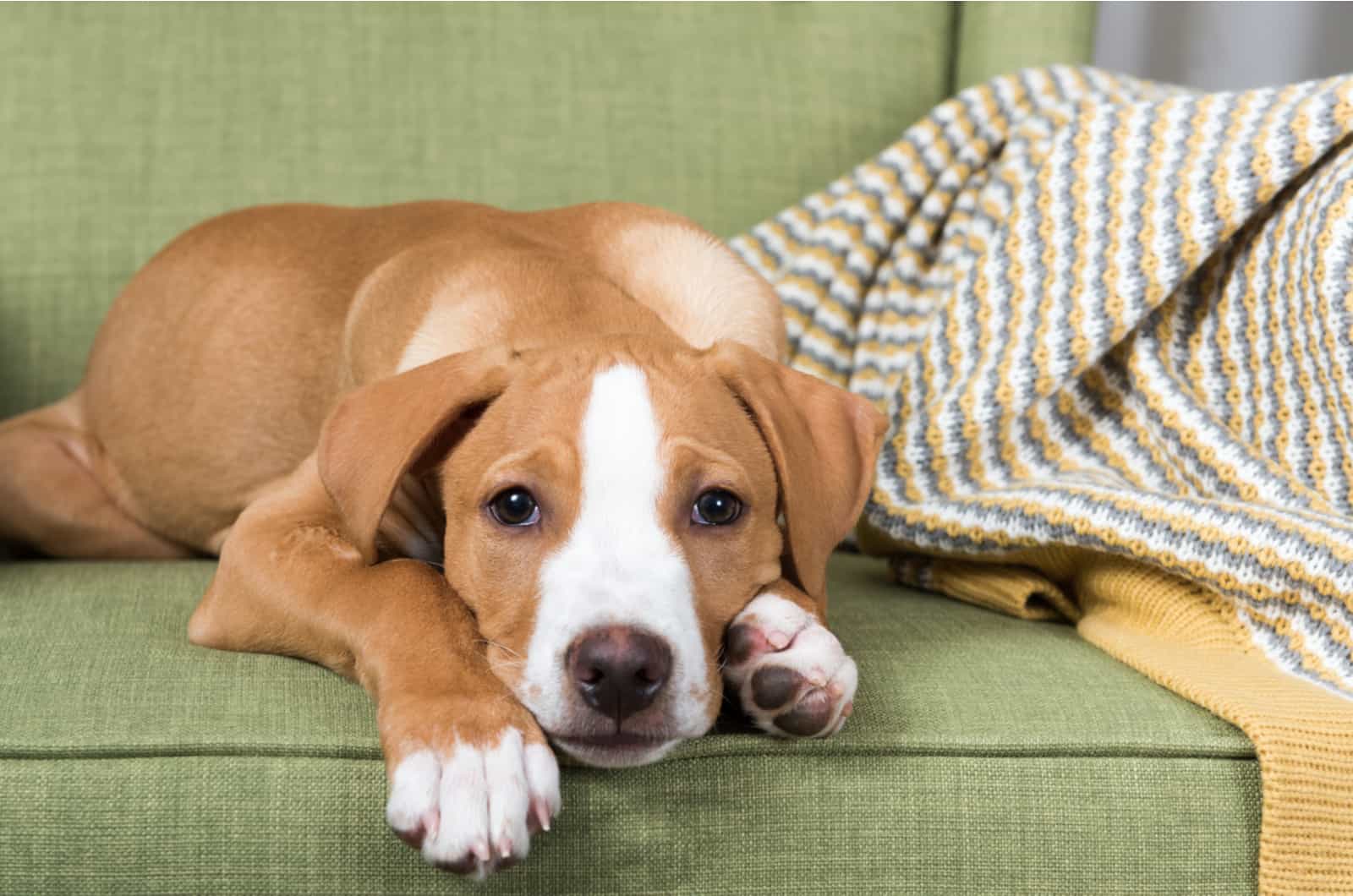 sleepy dog on a sofa