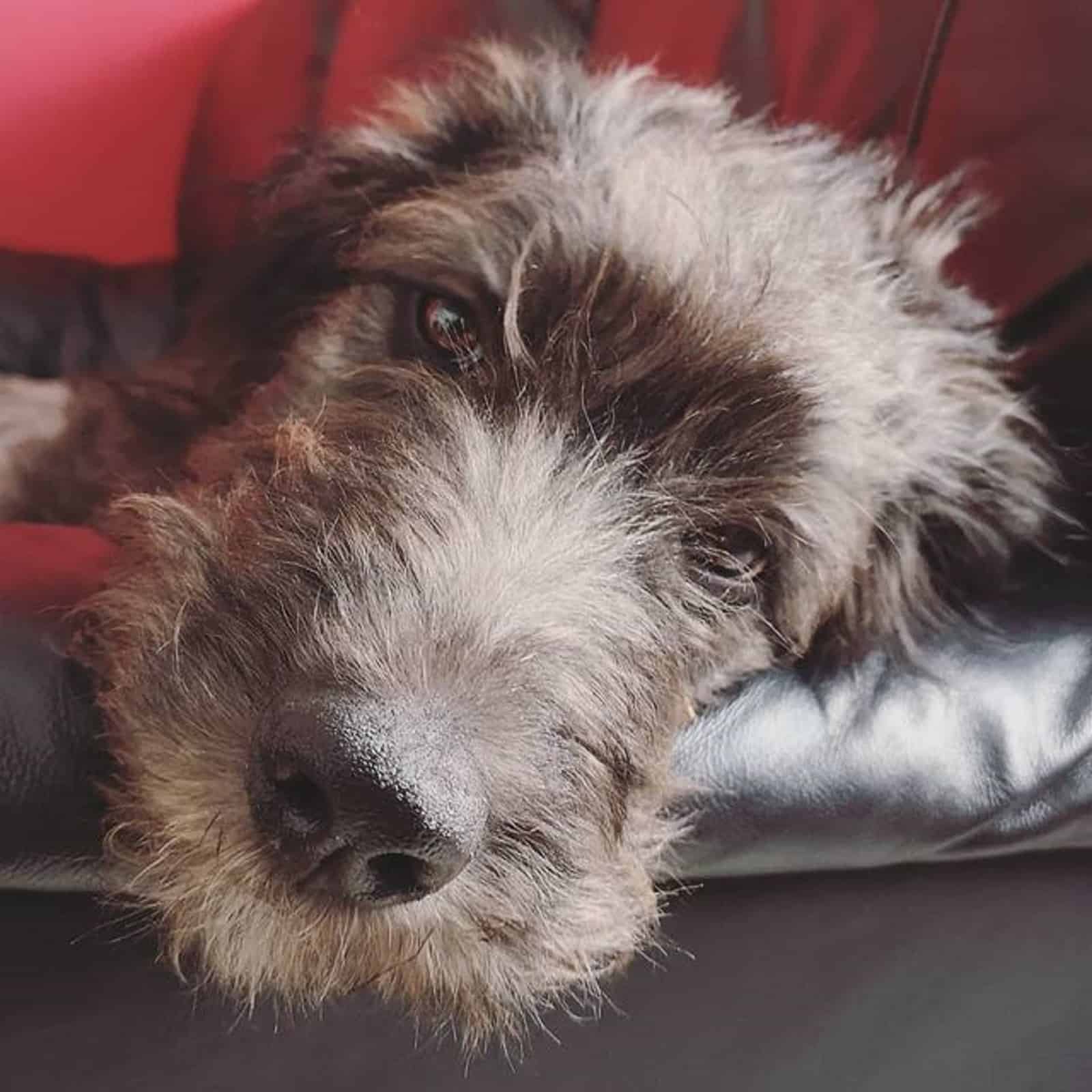 sleepy shepadoodle lying on the couch