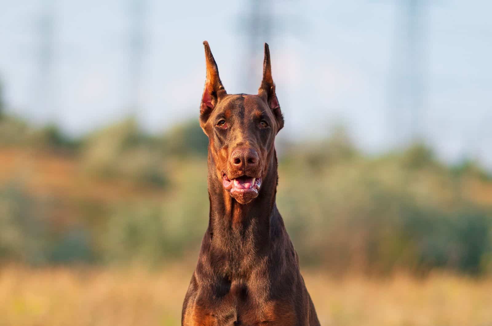 slose shot of Red Doberman