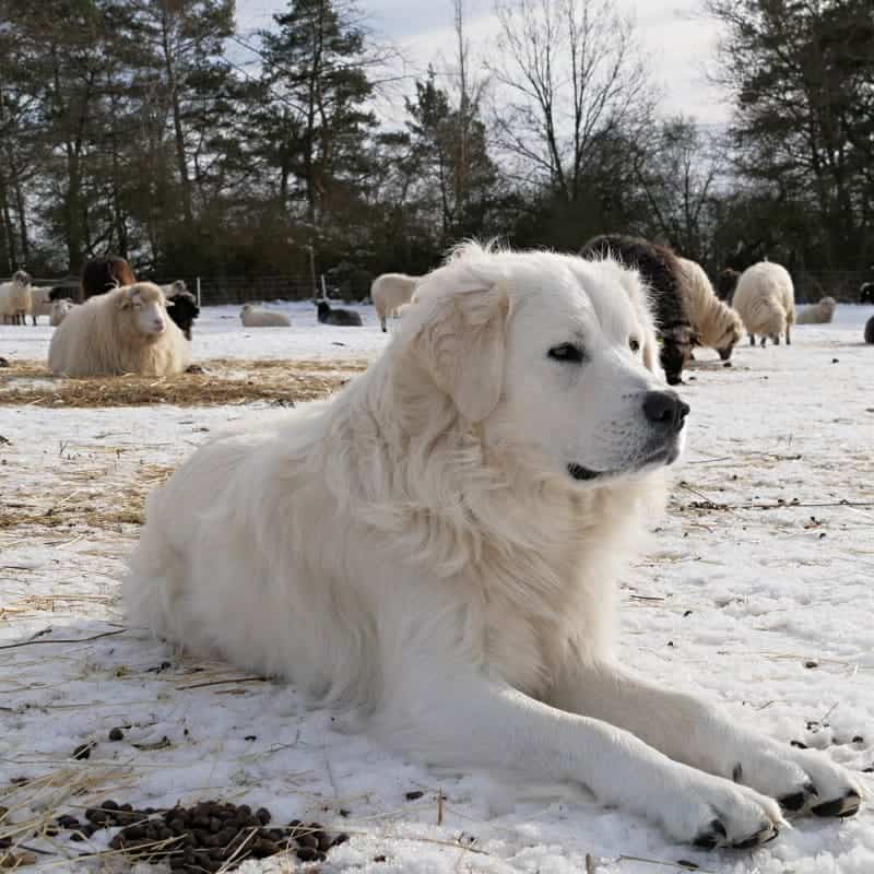 Slovensky Cuvac on the snow