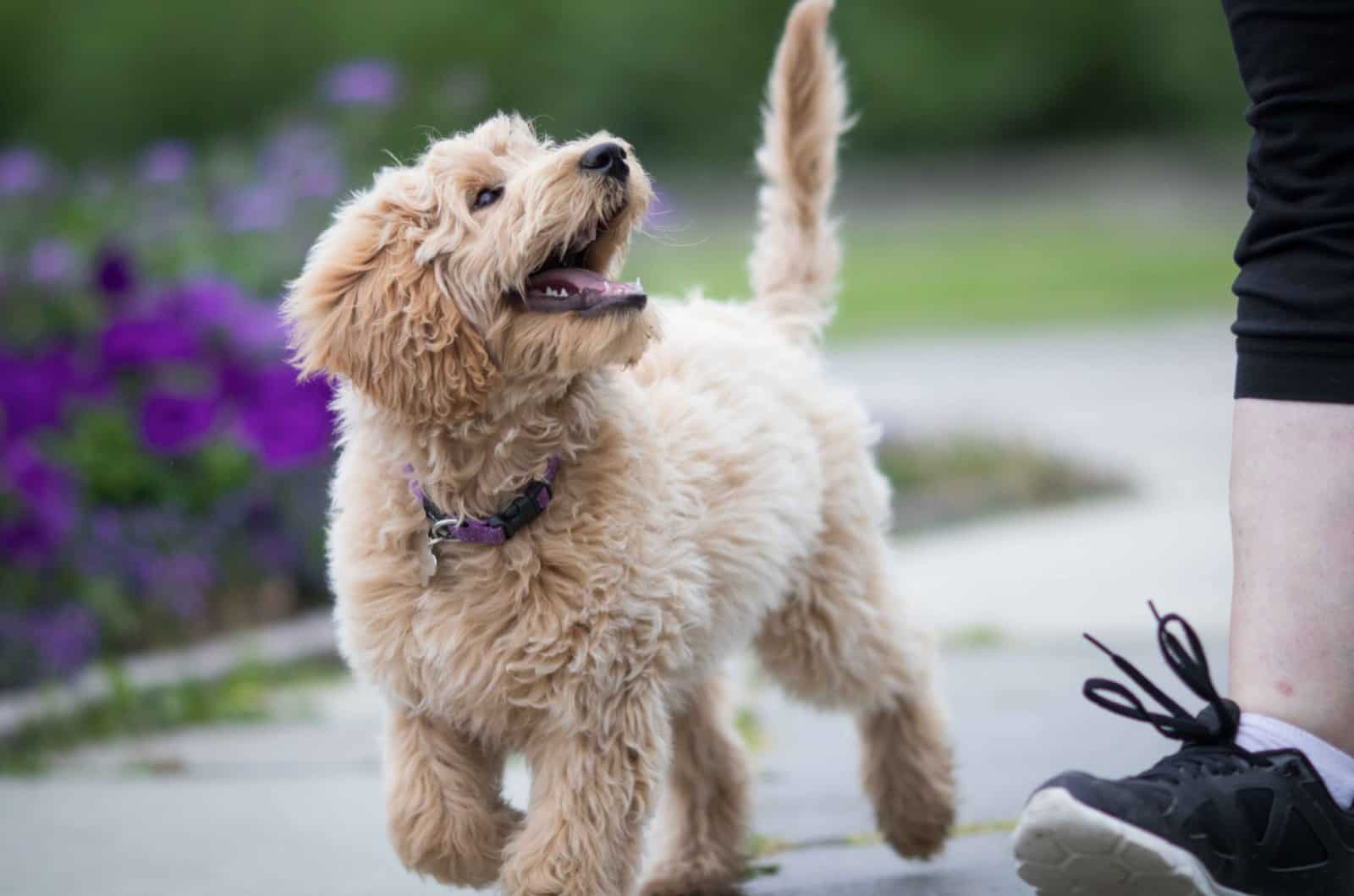 smal labradoodle puppy