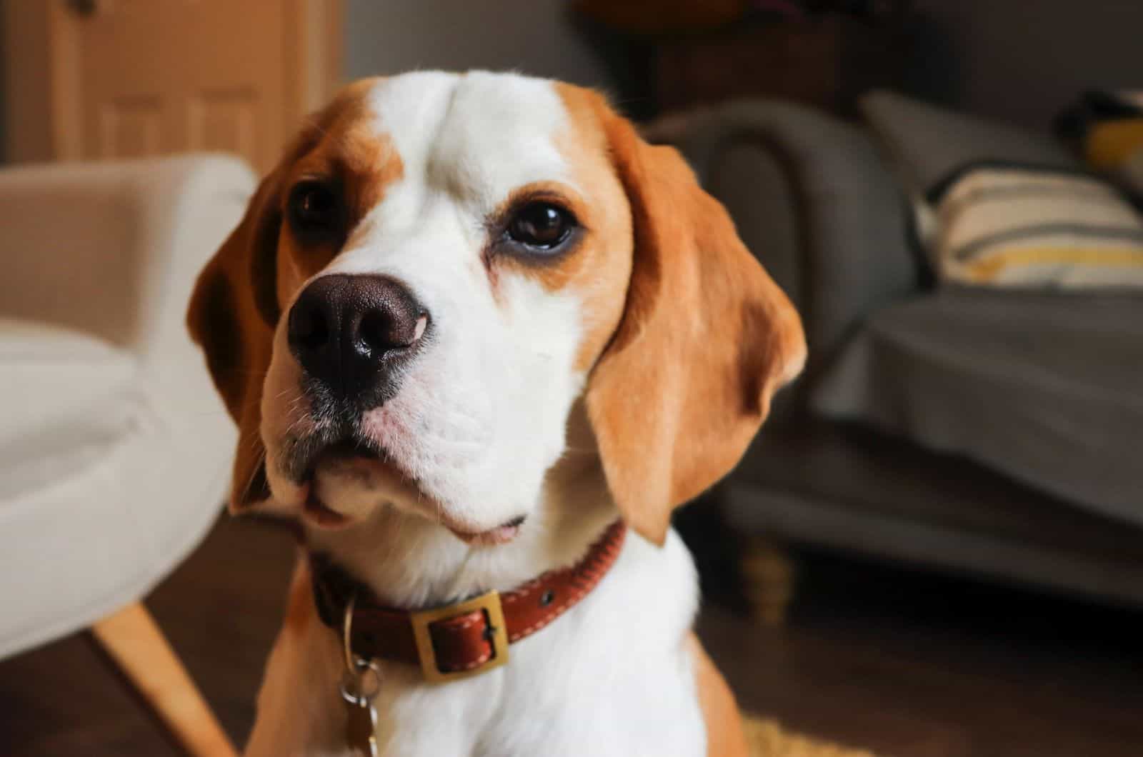 small basset hound puppy