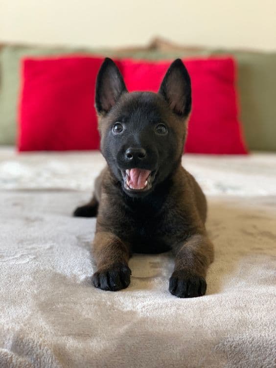 small belgian malinois puppy sticking tongue out