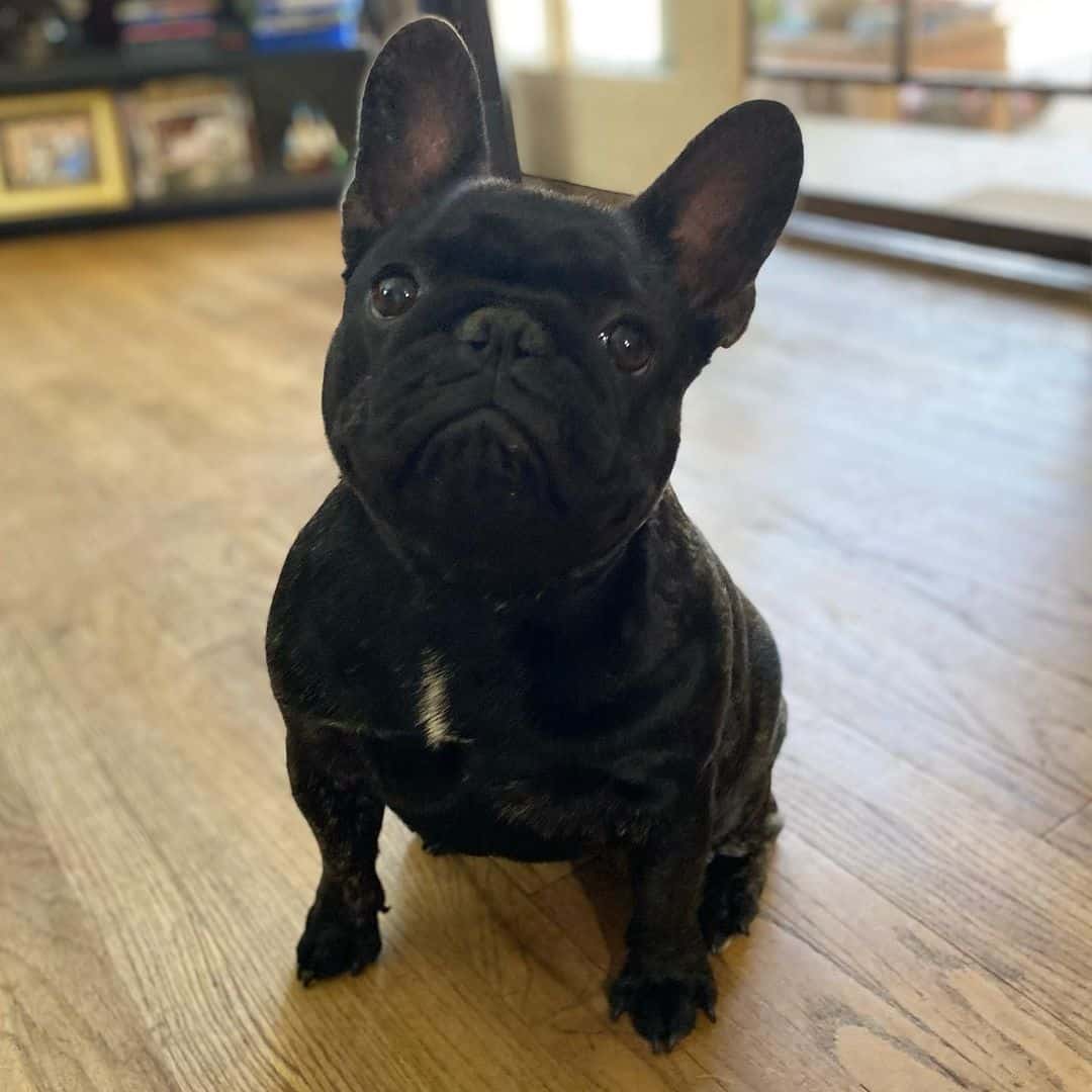 small black brindle french bulldog