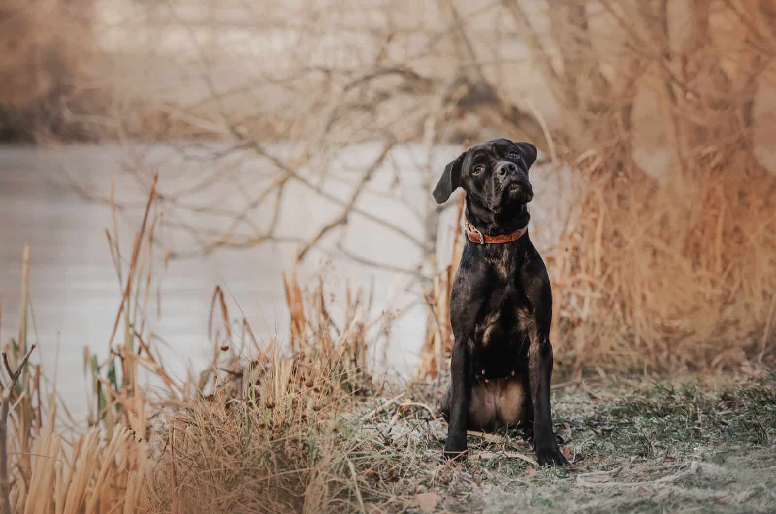 small cane corso in nature