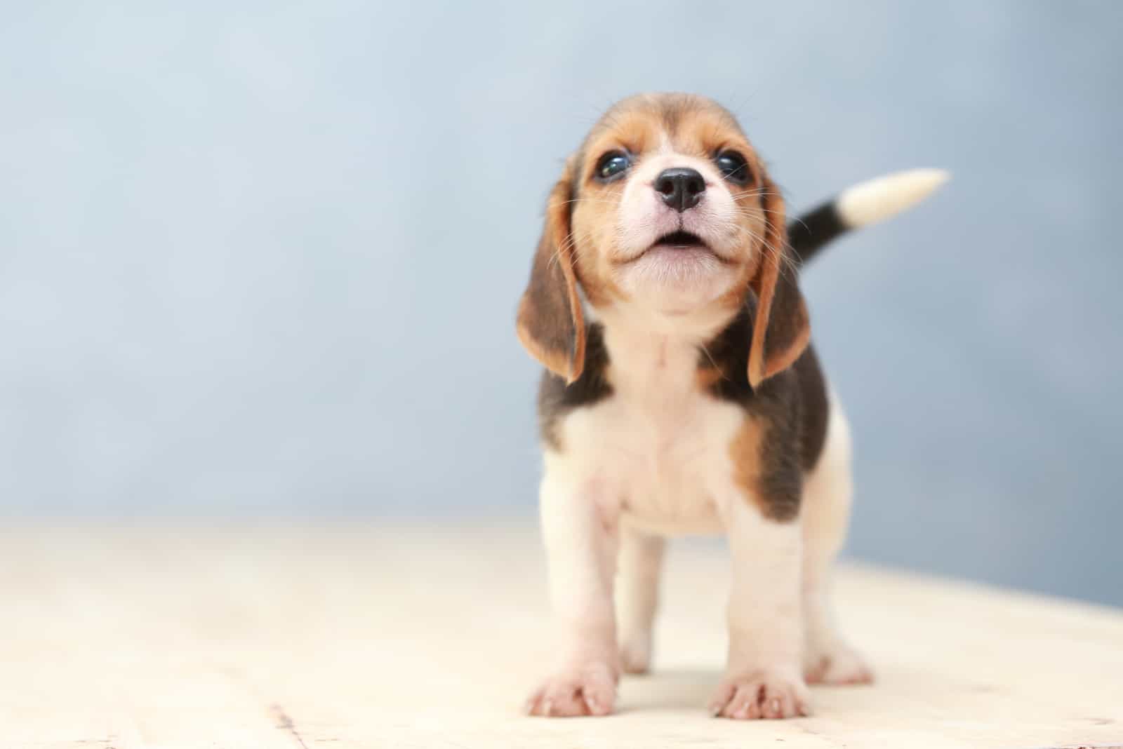 small cute beagle puppy dog looking up