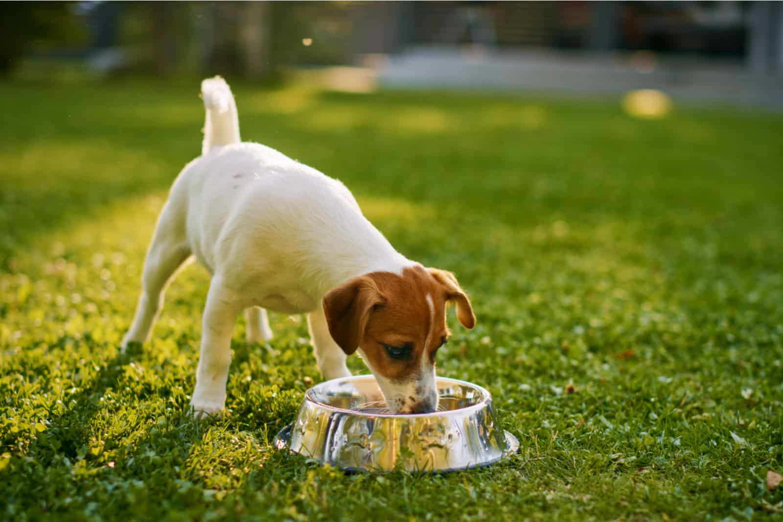 small dog drinking water