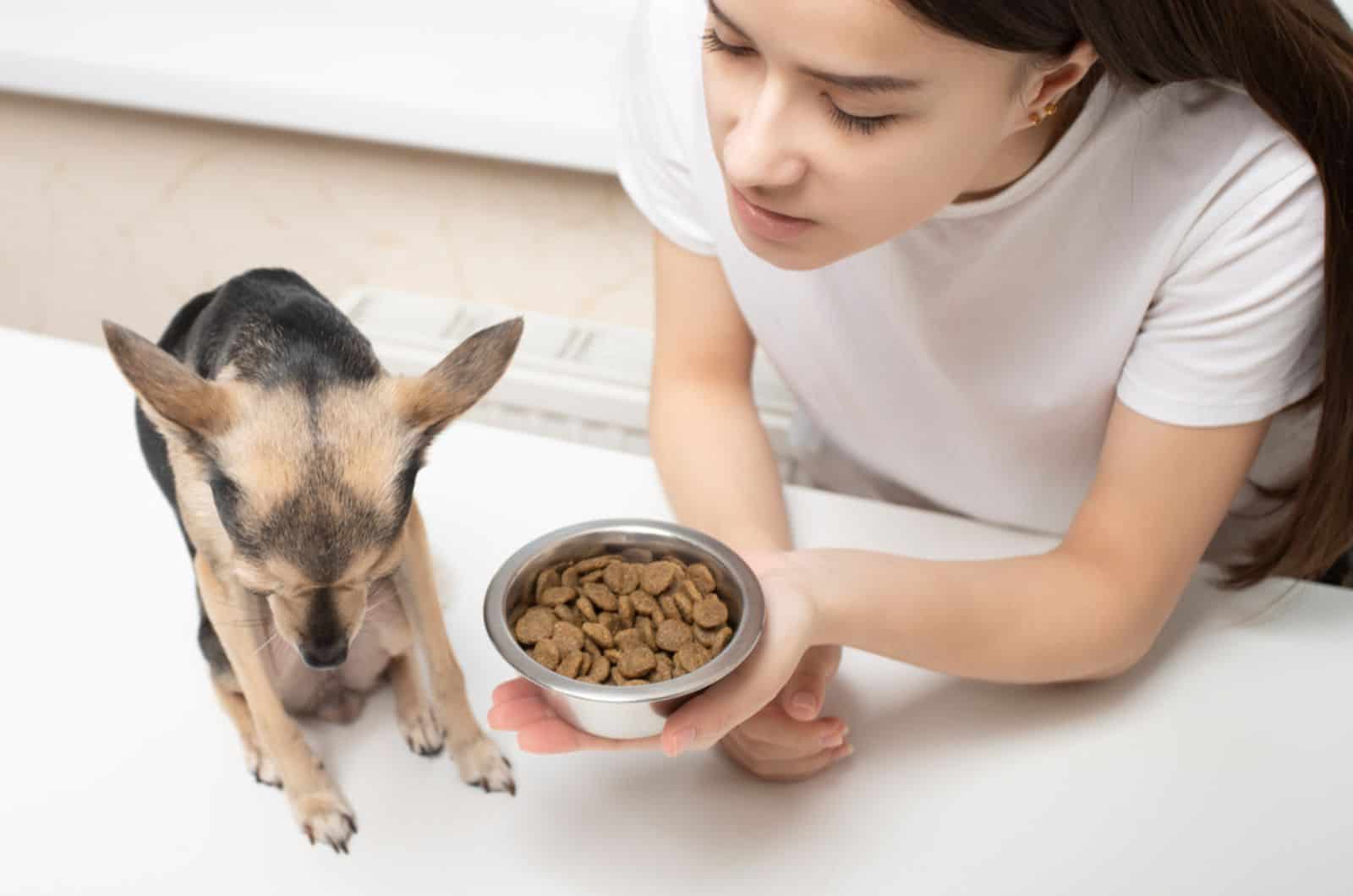 small dog refuses to eat from a bowl